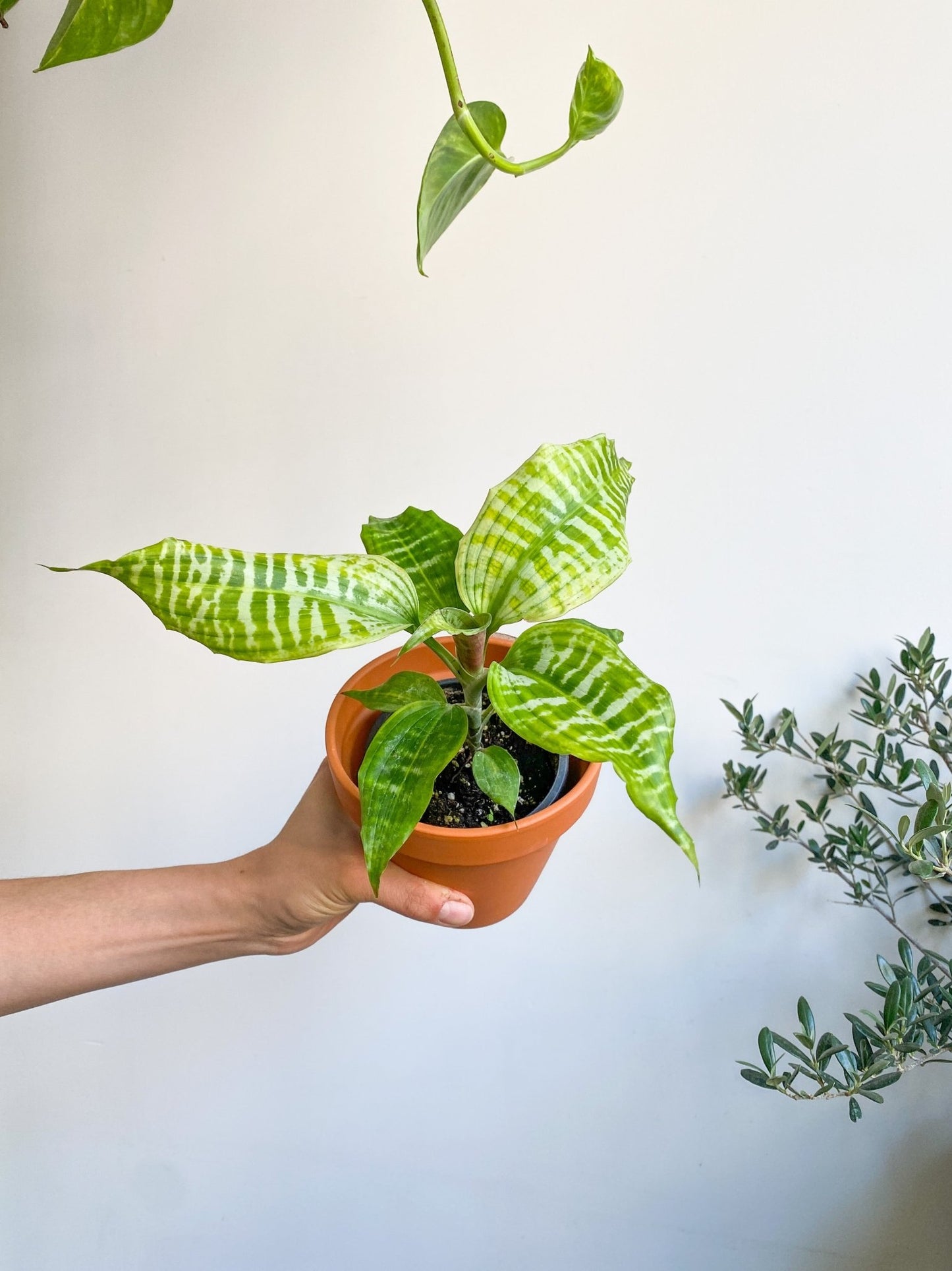 Golbert (Dracaena) - Alma Plantes