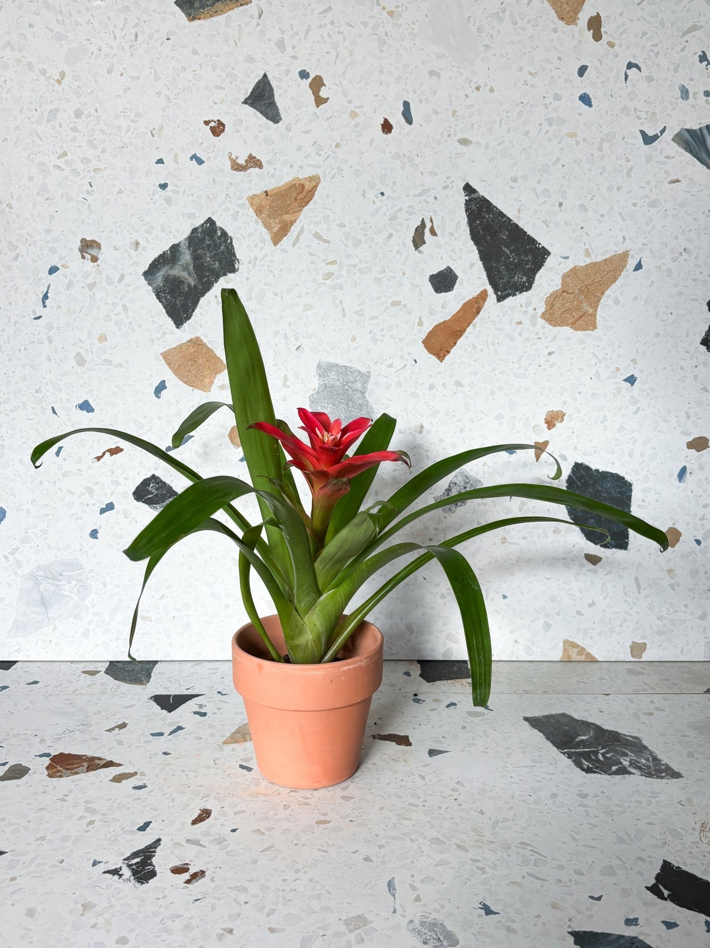 Guzmania (Broméliacée) - Alma Plantes