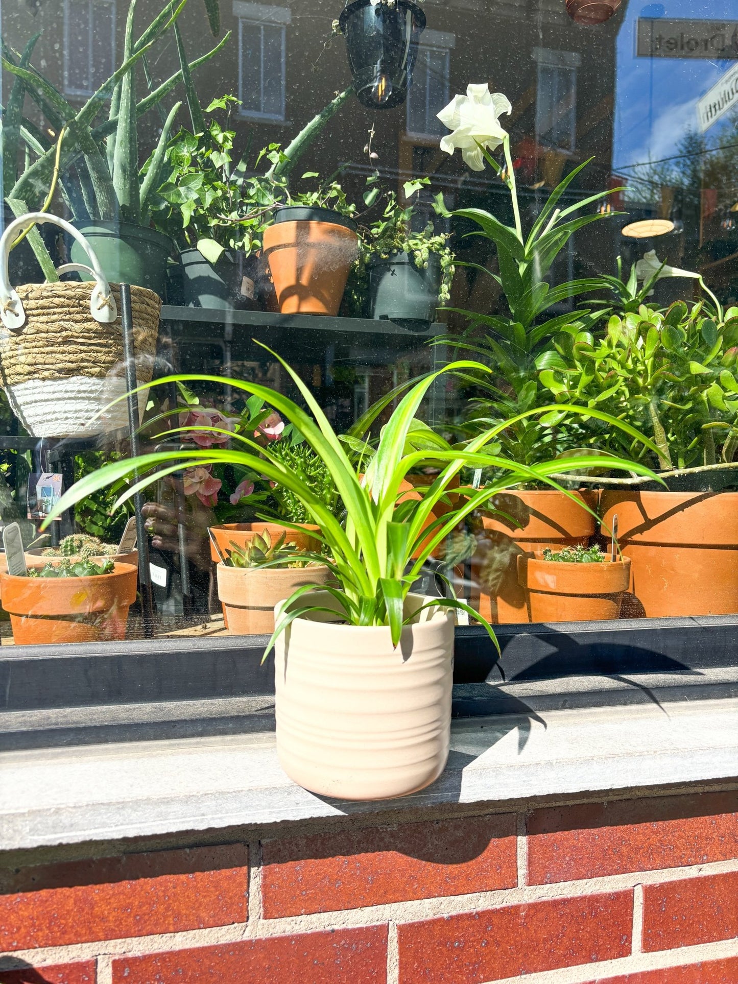 Hawlee (Chlorophytum) - Alma Plantes