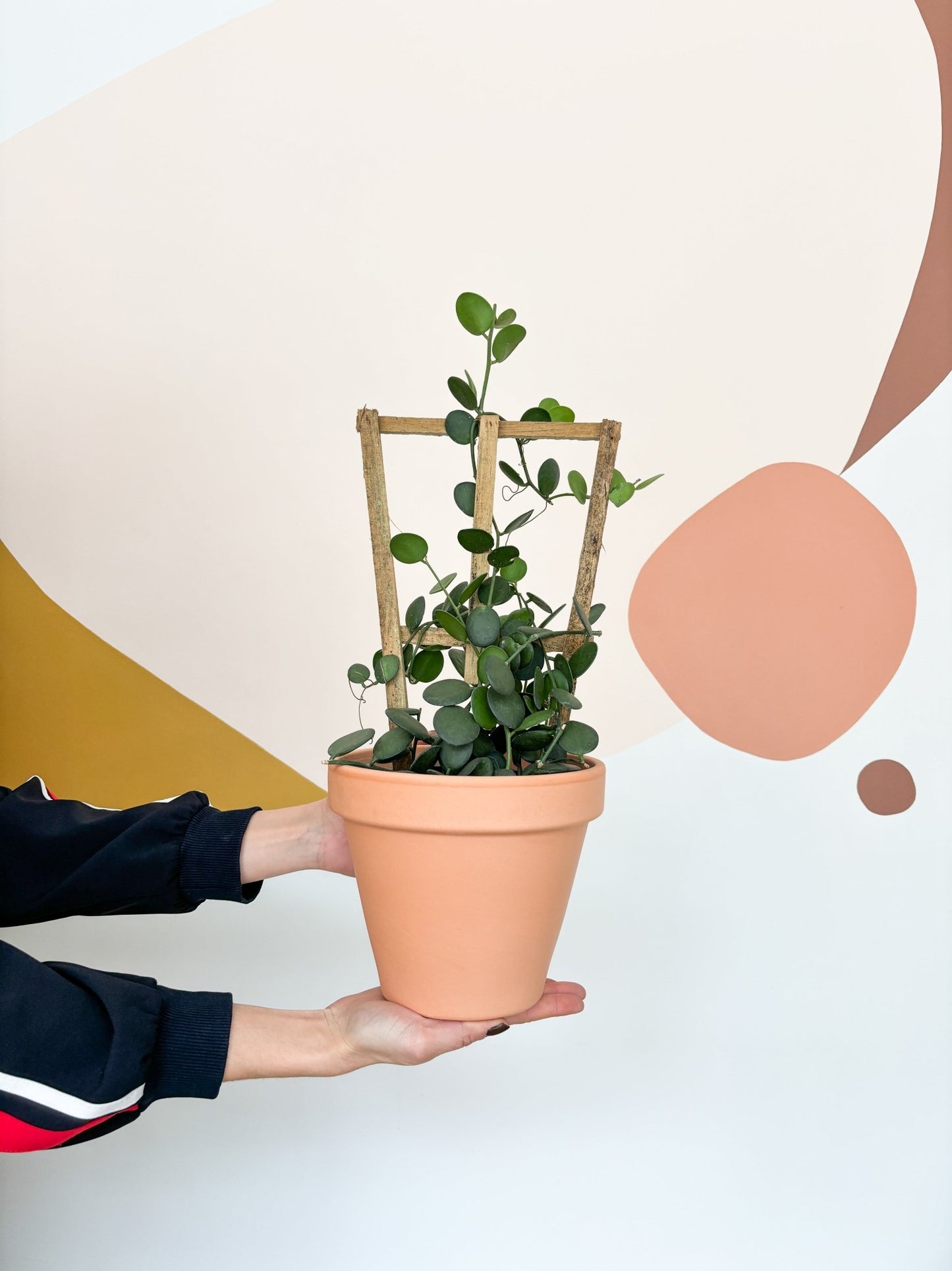 Humberto (Xerosicyos) - Alma Plantes