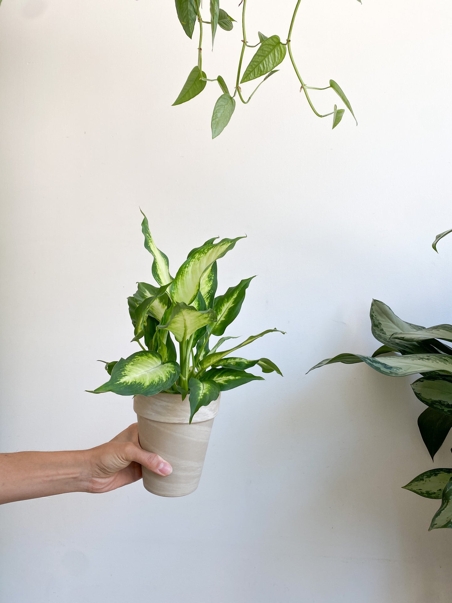 Camilla (Dieffenbachia)