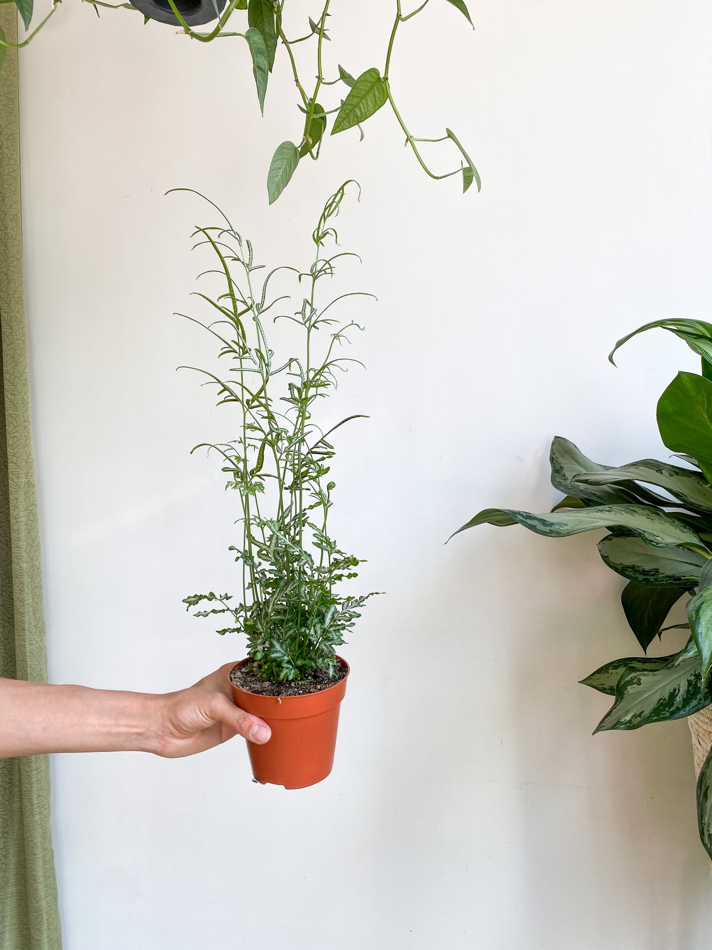 Pteris (fougère)