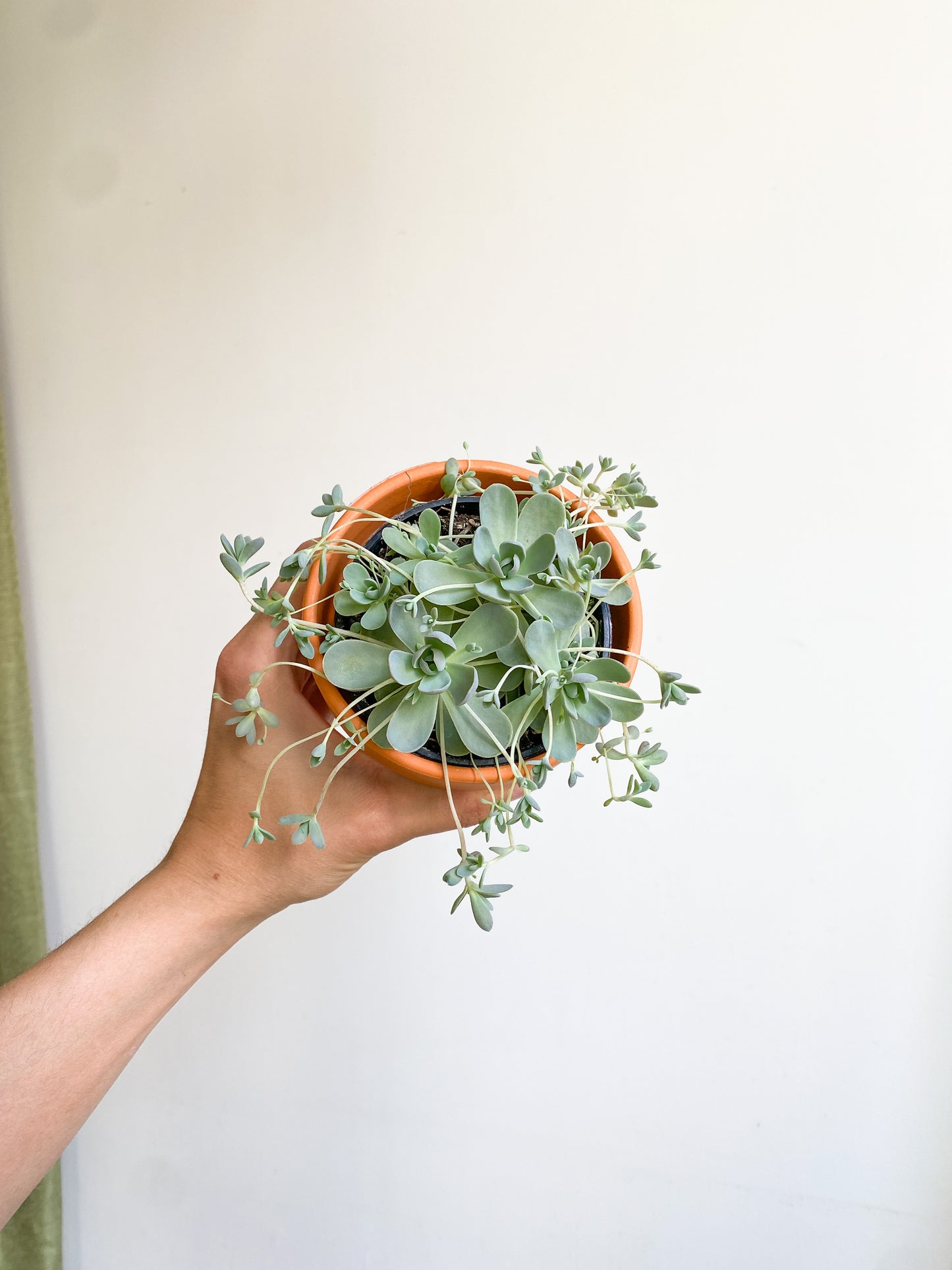 Otis (Orostachys)