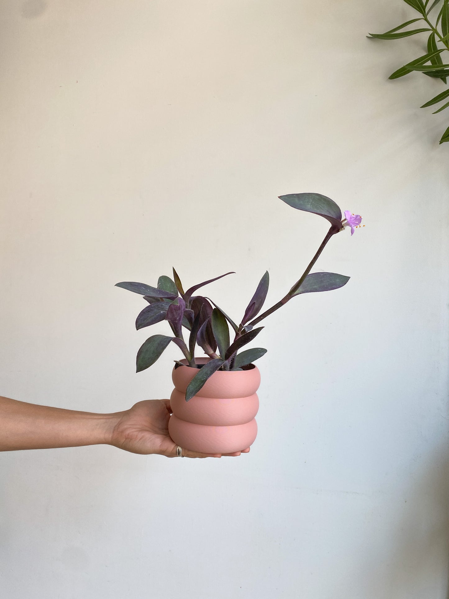 Hattie (Tradescantia)