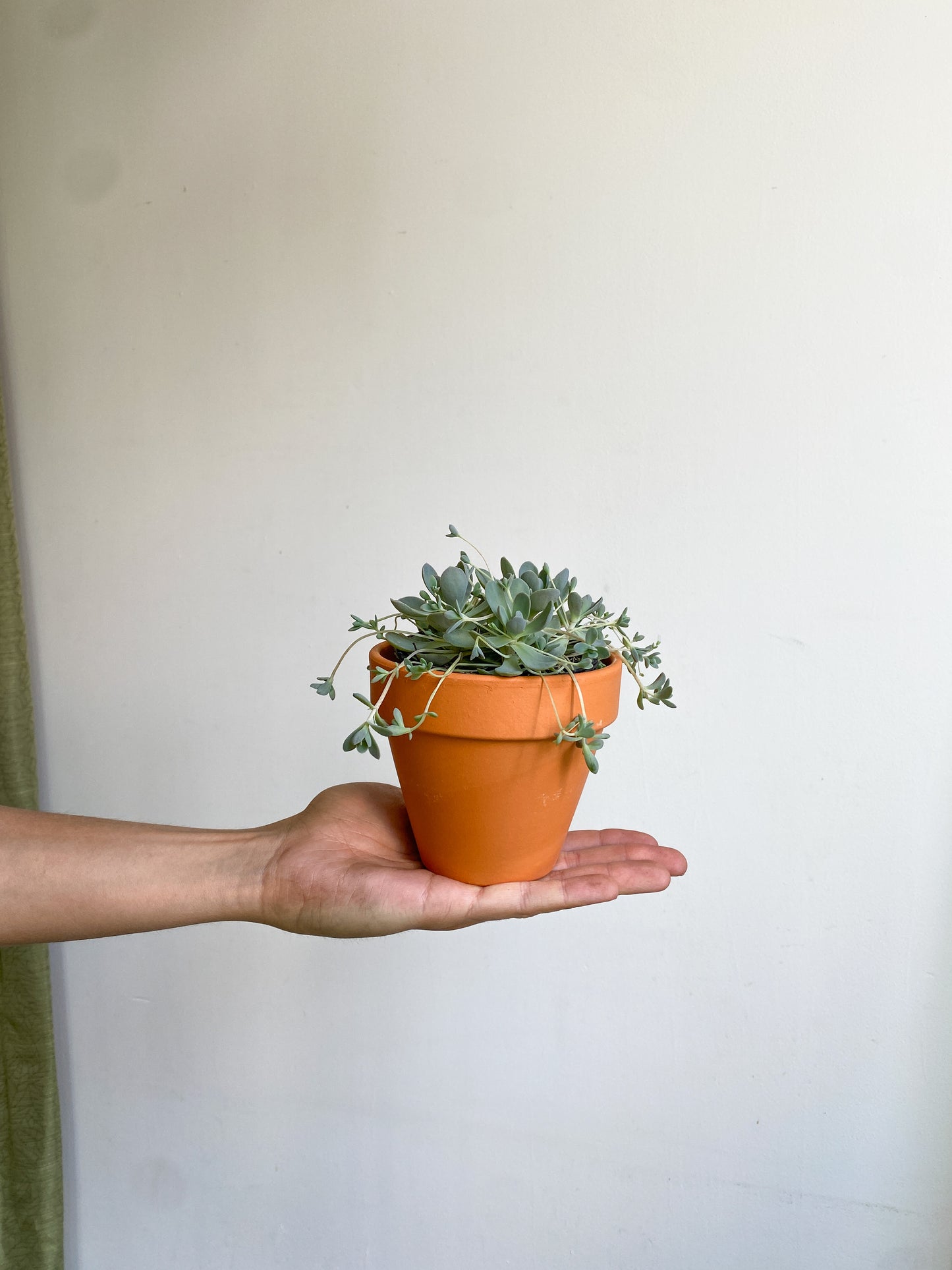 Otis (Orostachys)