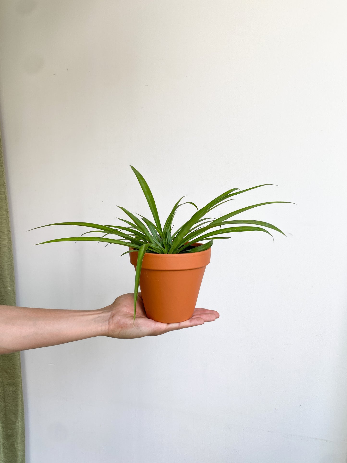 Clora (Chlorophytum)