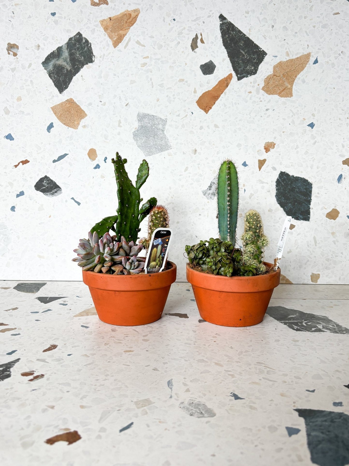 Jardin désertique - Alma Plantes