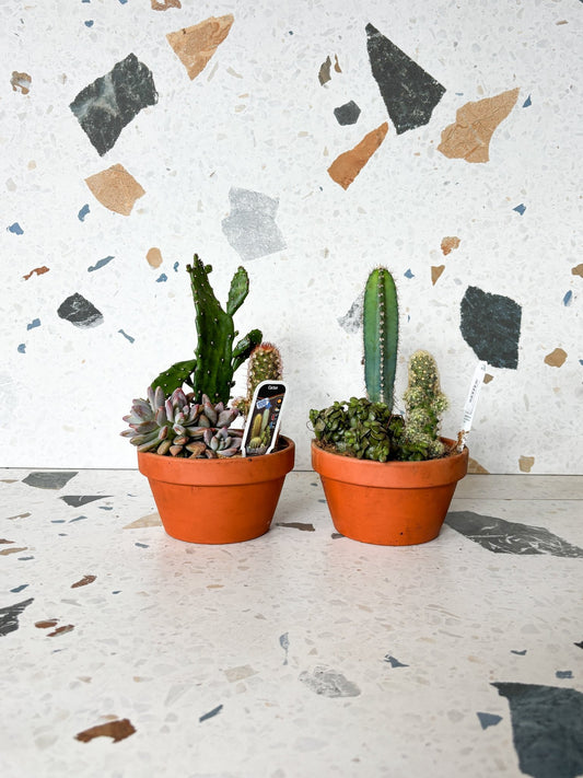 Jardin désertique - Alma Plantes