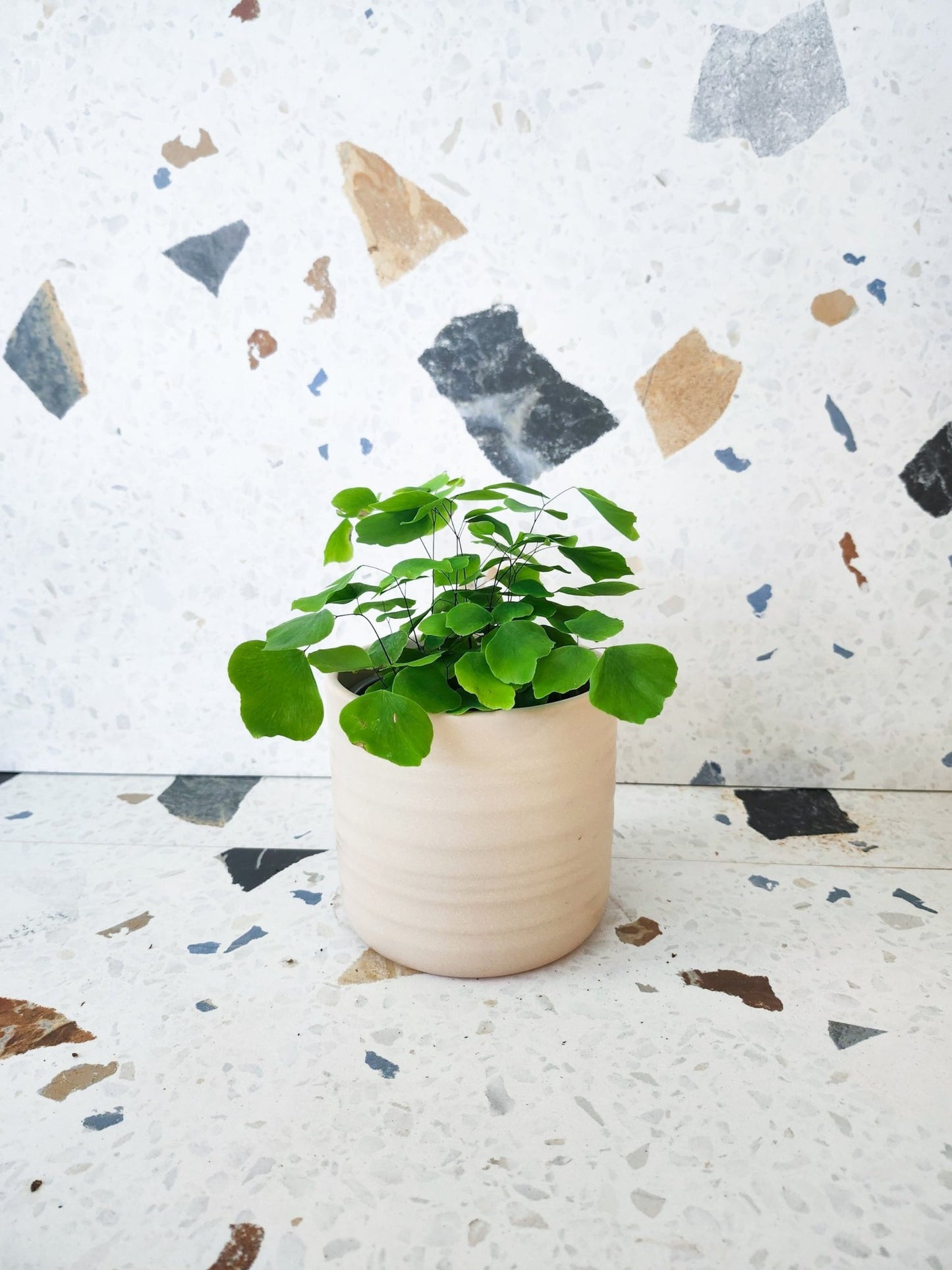 Jessica (Fougère) - Alma Plantes