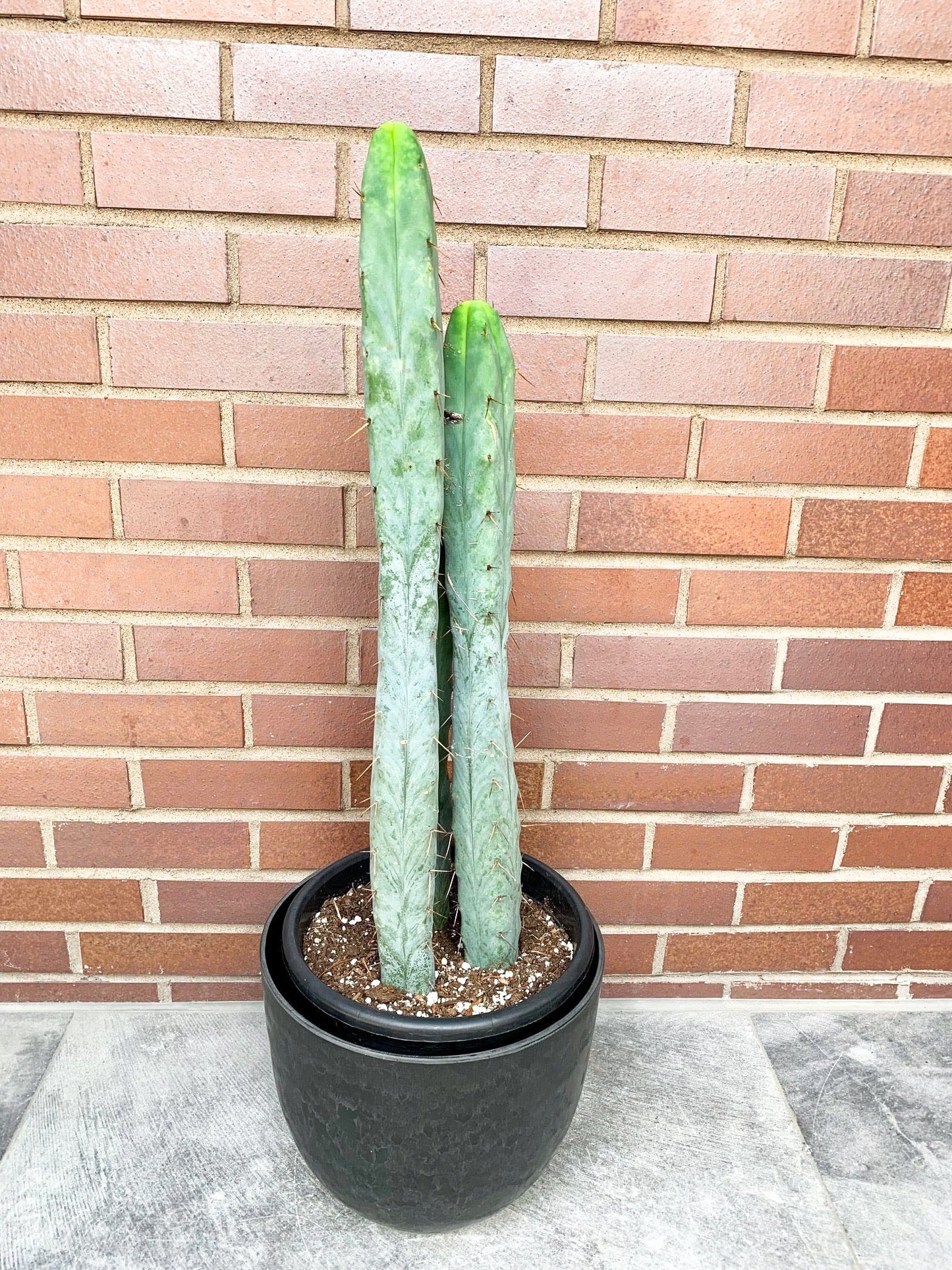 Jessie (Trichocereus) - Alma Plantes