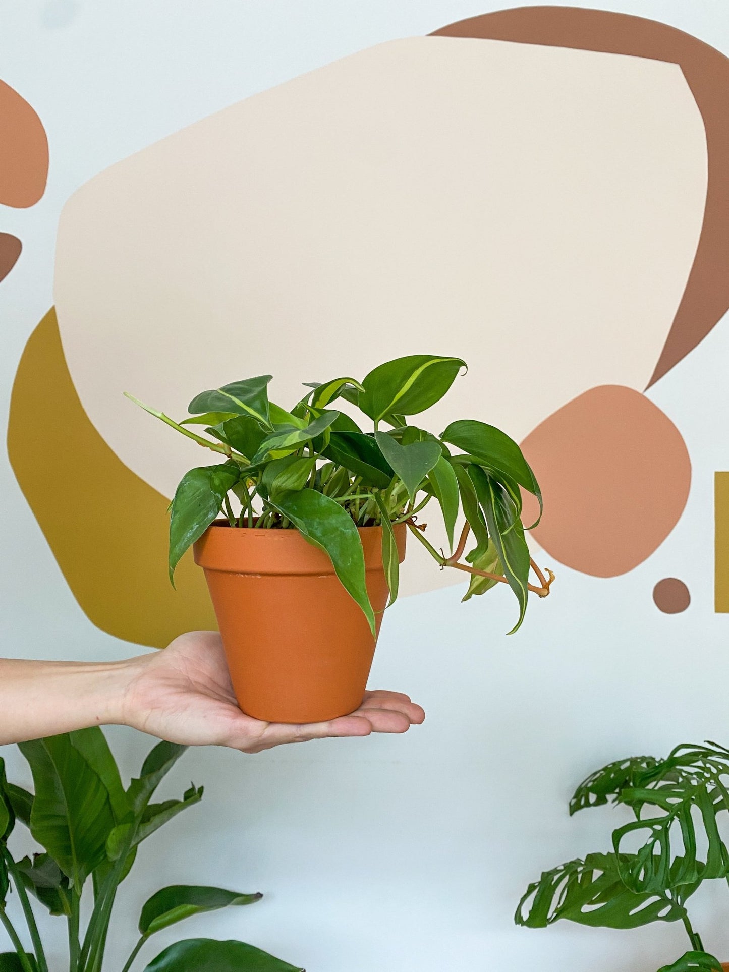 Jeune Bryan (Philodendron) - Alma Plantes