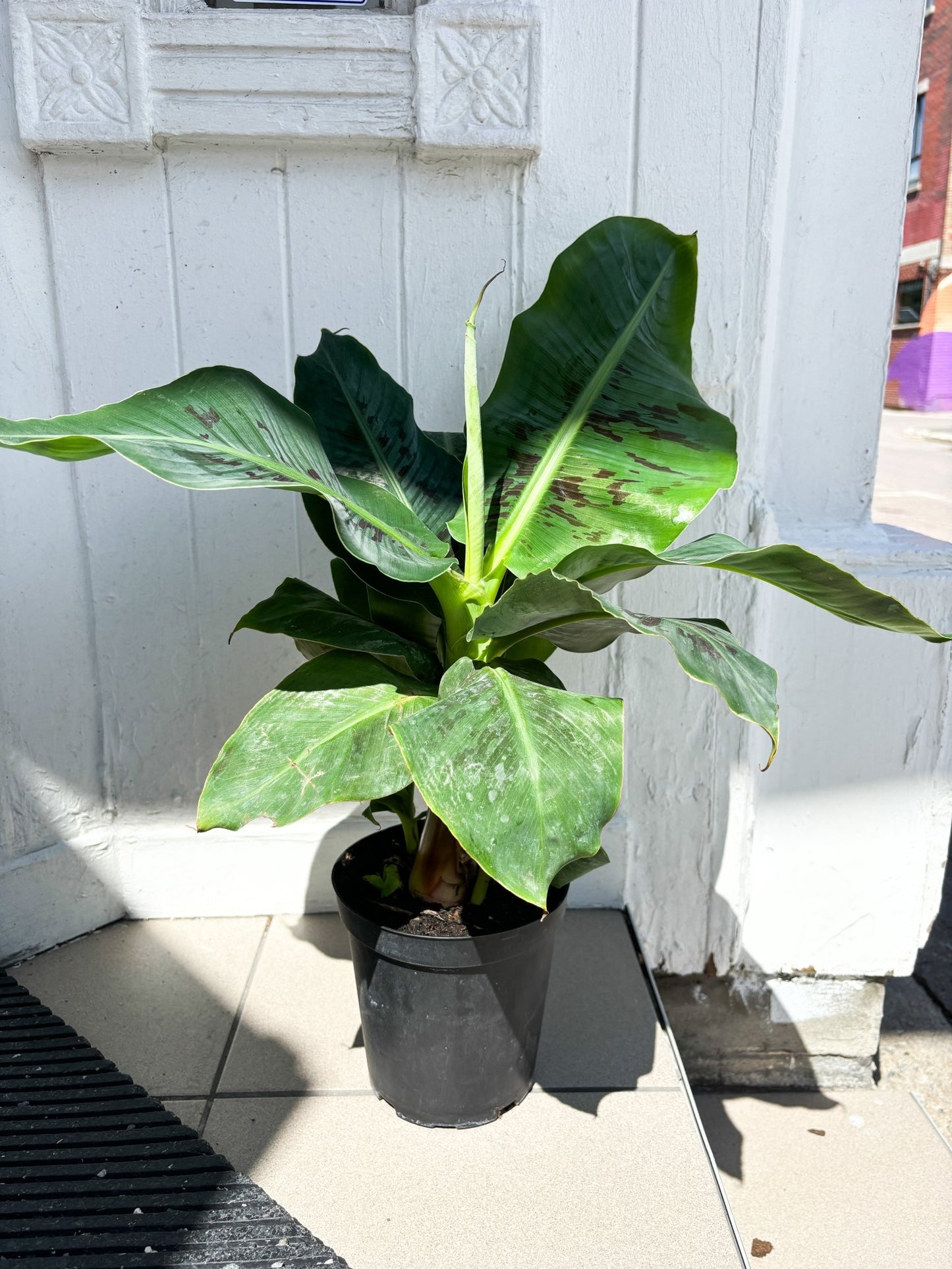Jeune Musa (Bananier) - Alma Plantes