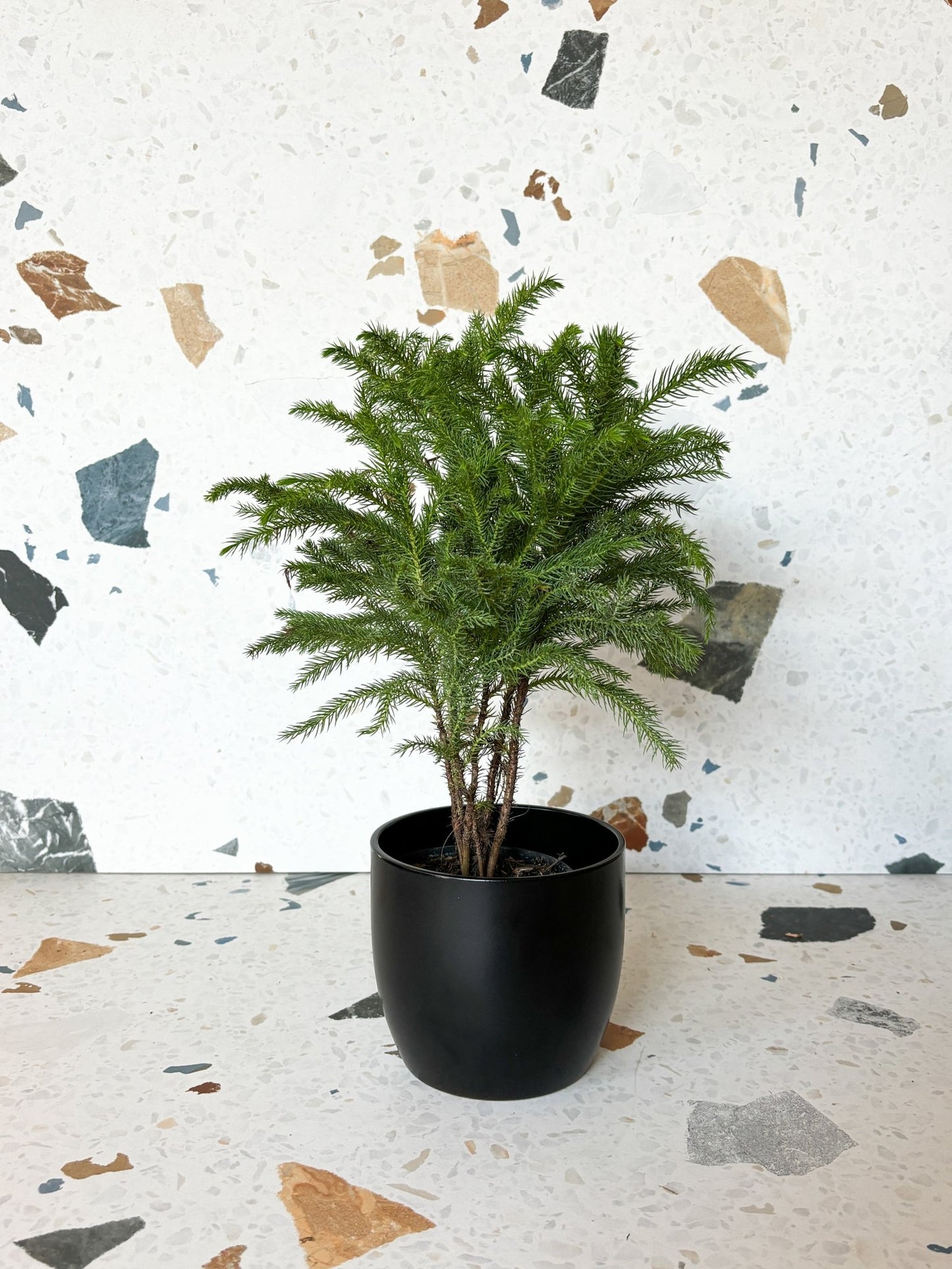 Jeune Normand - Alma Plantes