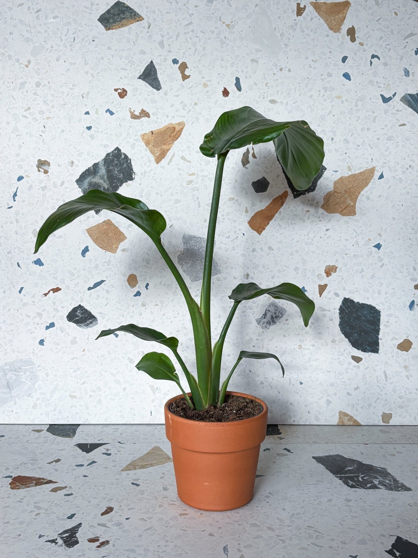 Jeune Perrine (Strelitzia) - Alma Plantes