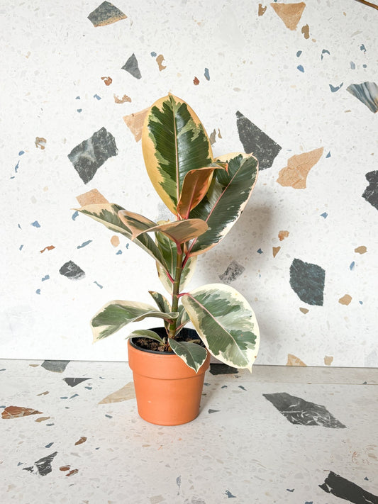 Jeune Valérie (Ficus) - Alma Plantes