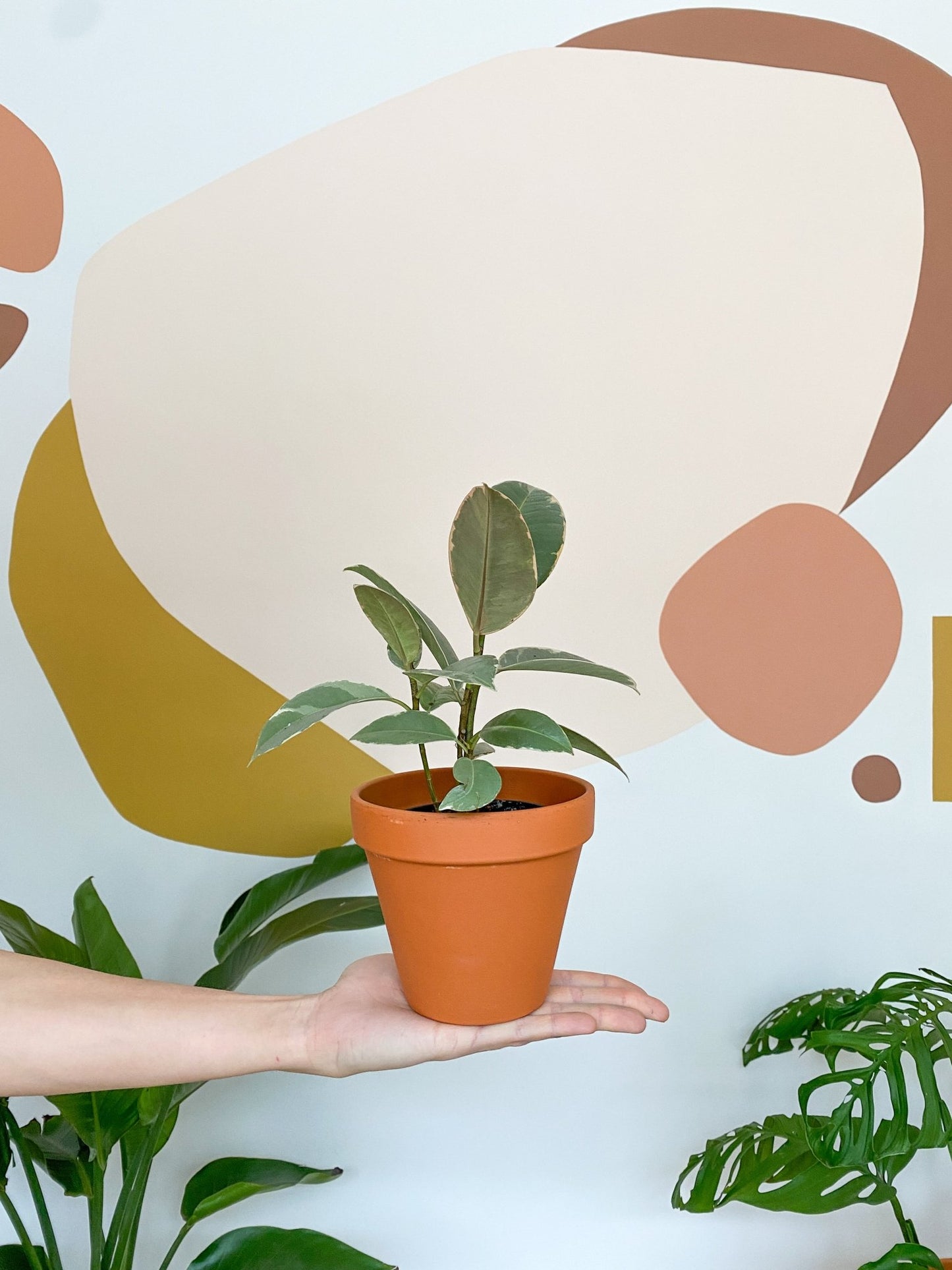 Jeune Valérie (Ficus) - Alma Plantes