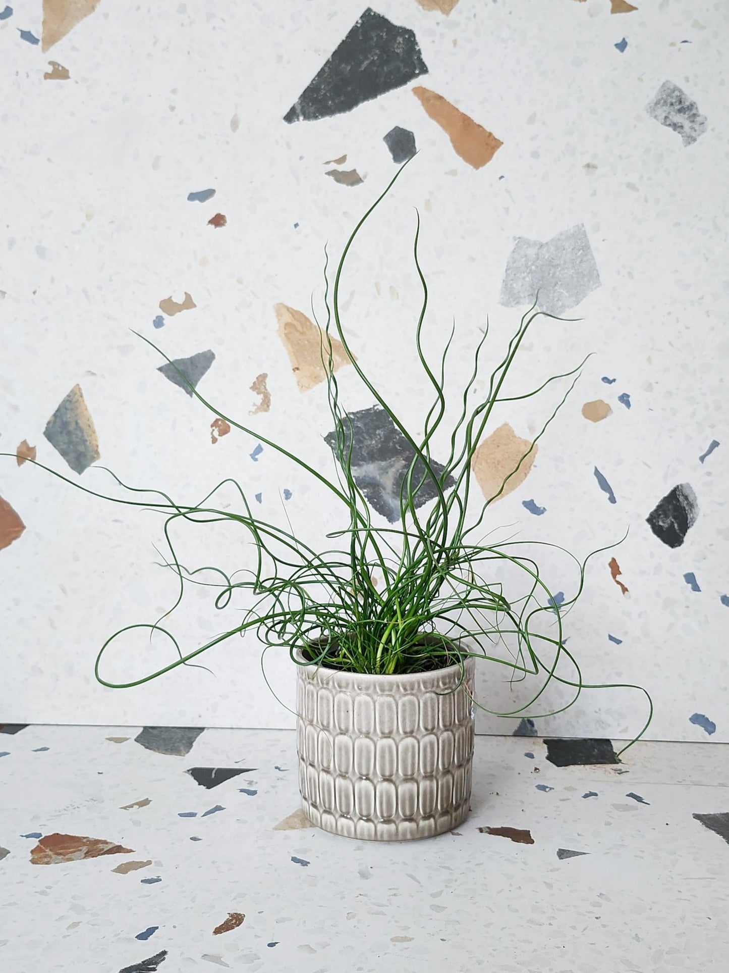 Julien (Juncus) - Alma Plantes