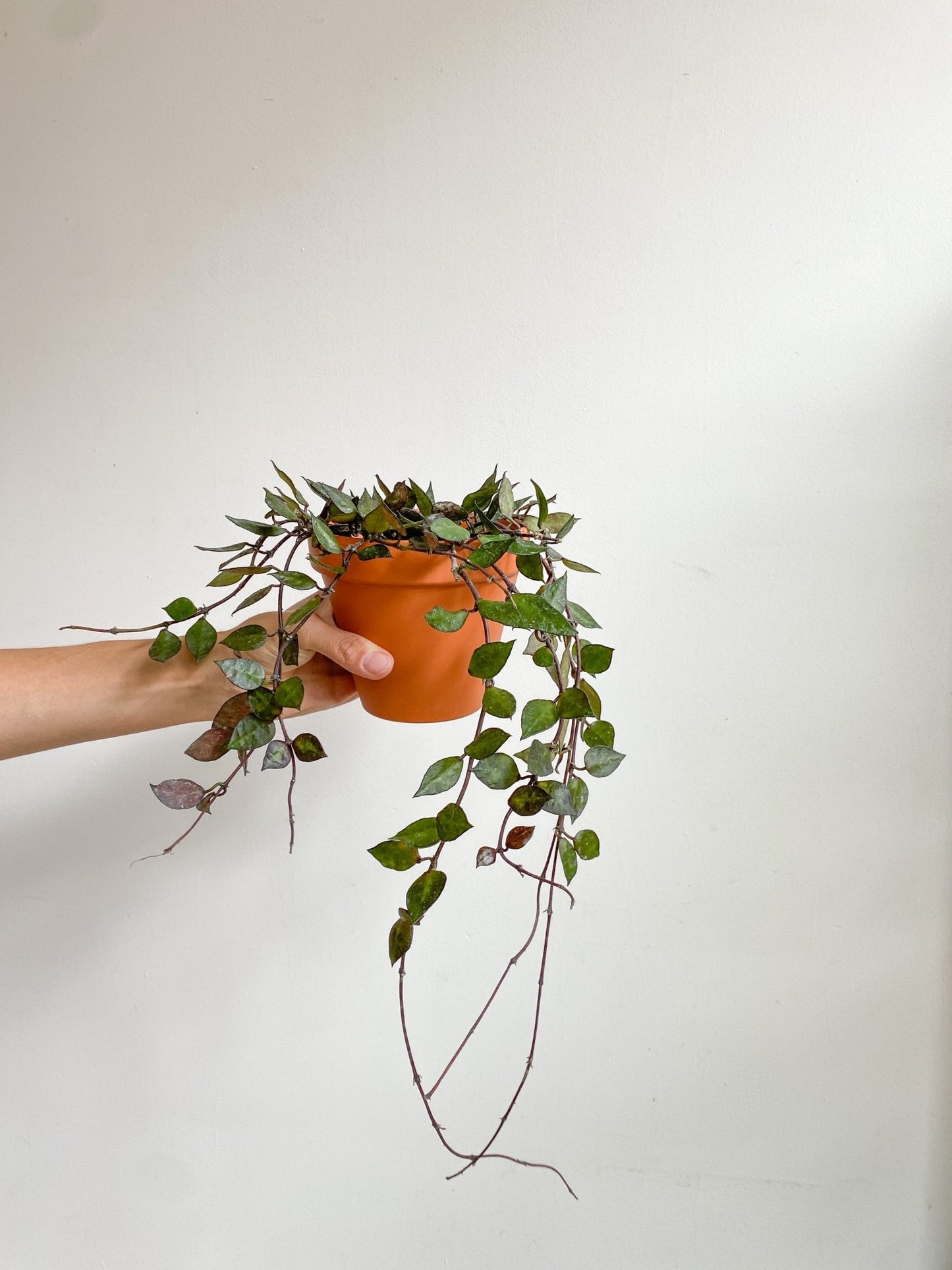 Khalil (Hoya) - Alma Plantes