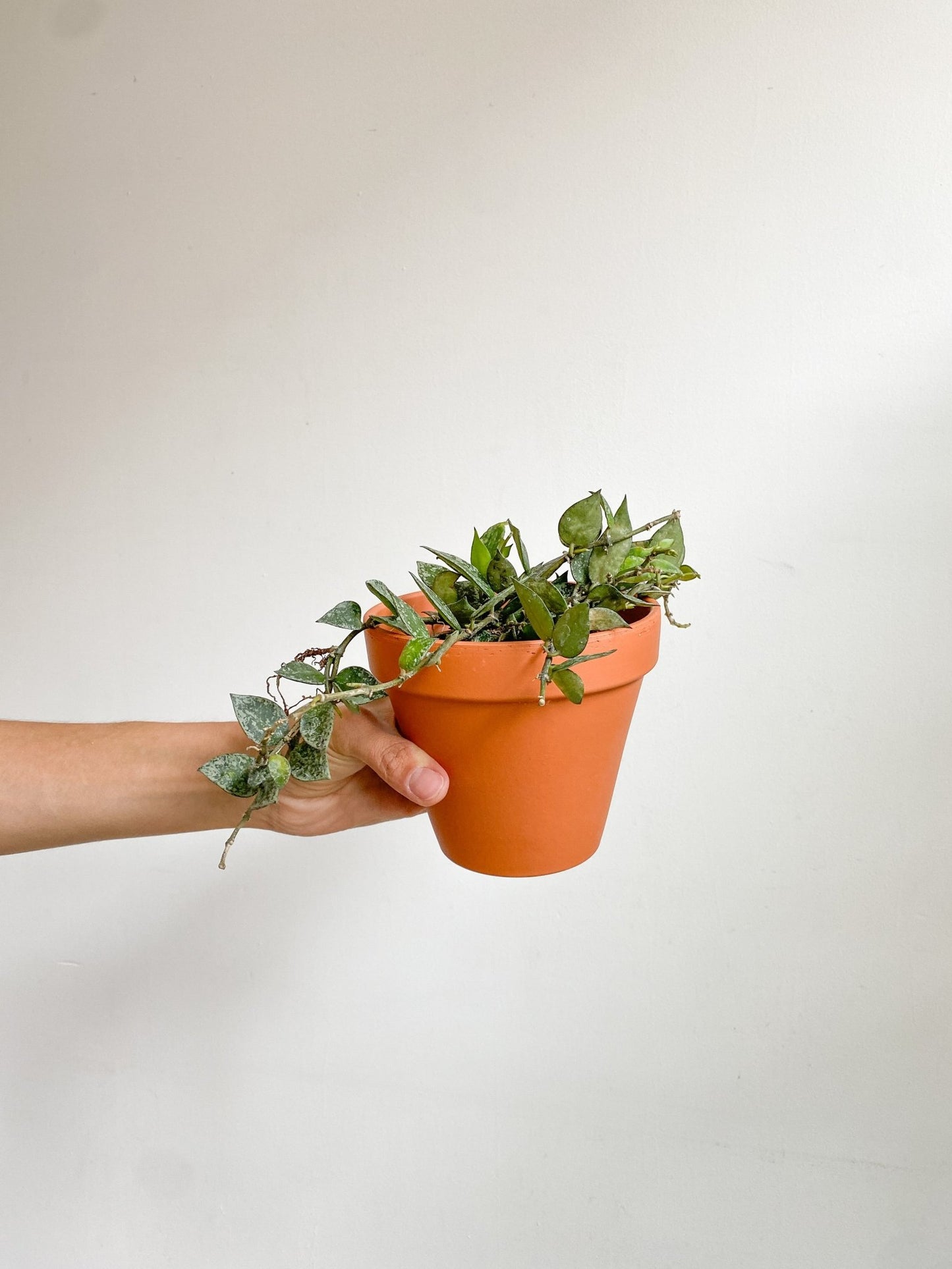 Khloé (Hoya) - Alma Plantes