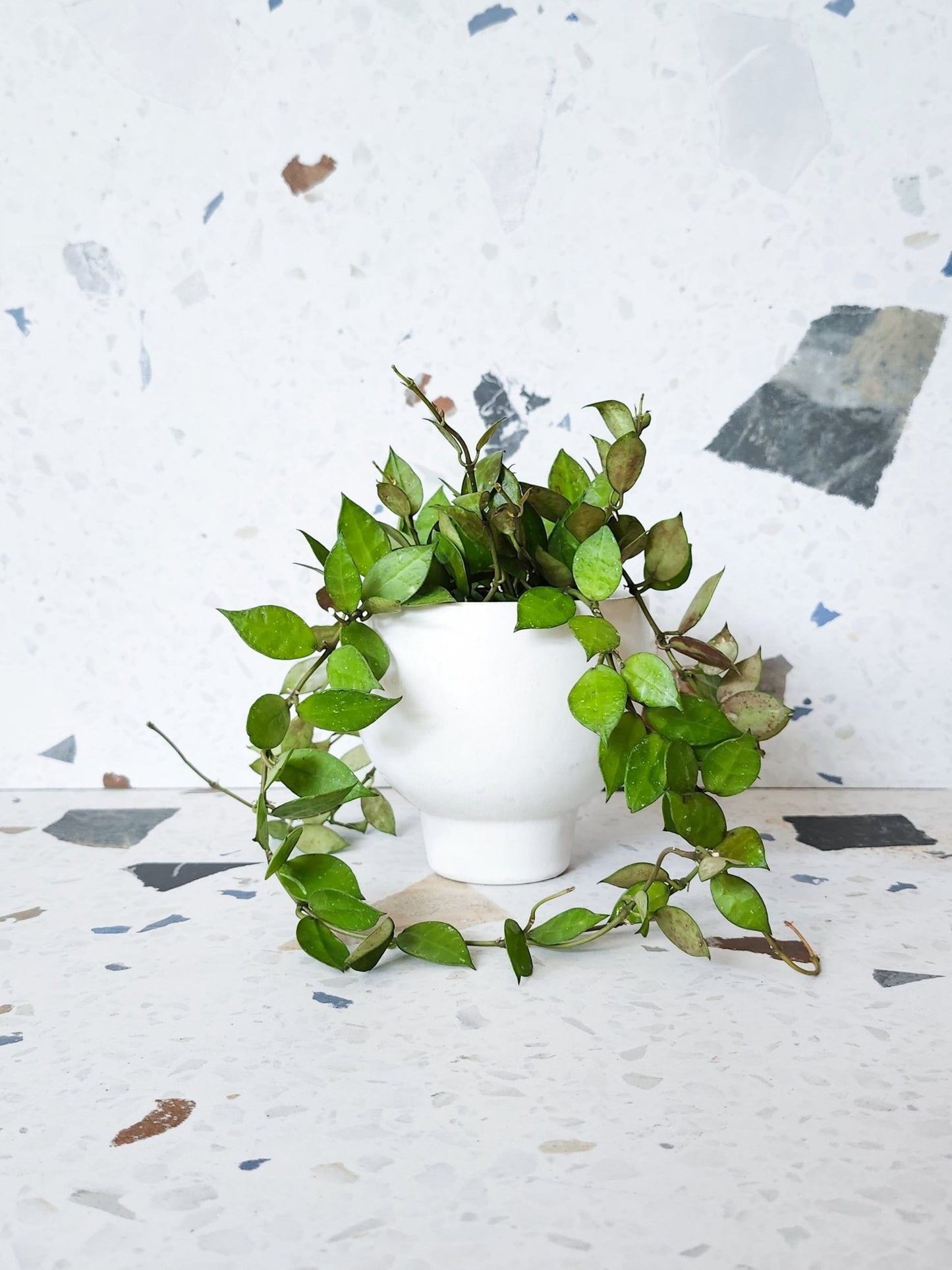 Khroniana (Hoya) - Alma Plantes