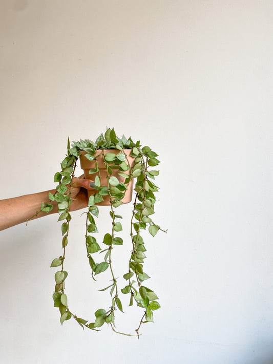 Krohniana (Hoya) - Alma Plantes