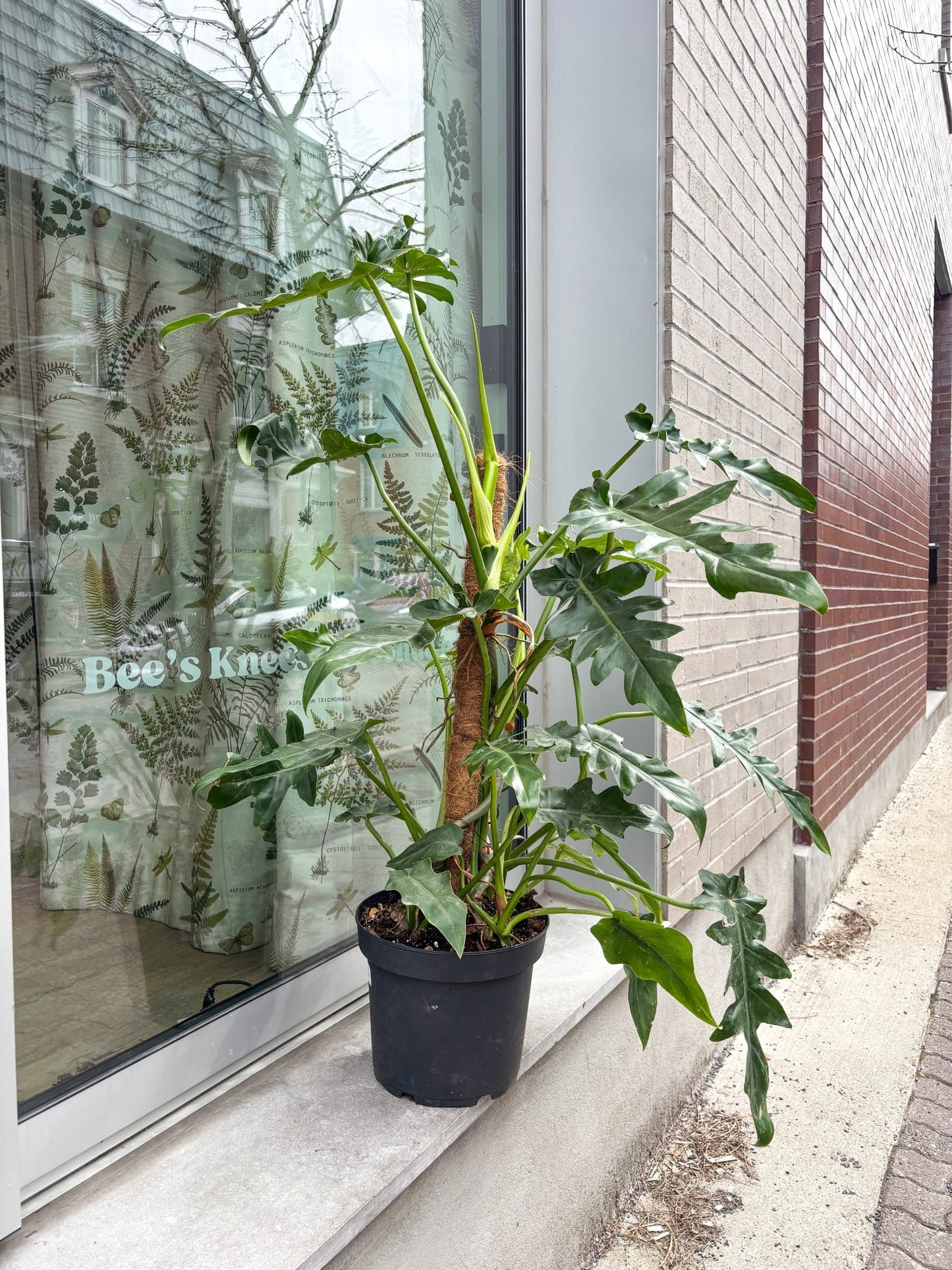 Lacey (Philodendron) - Alma Plantes