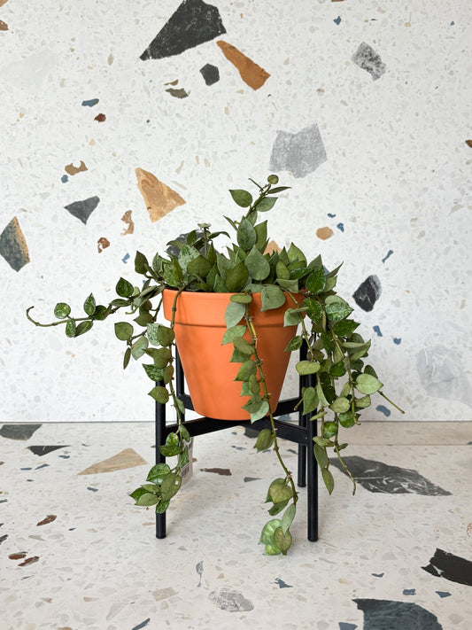 Lacunosa (Hoya) - Alma Plantes