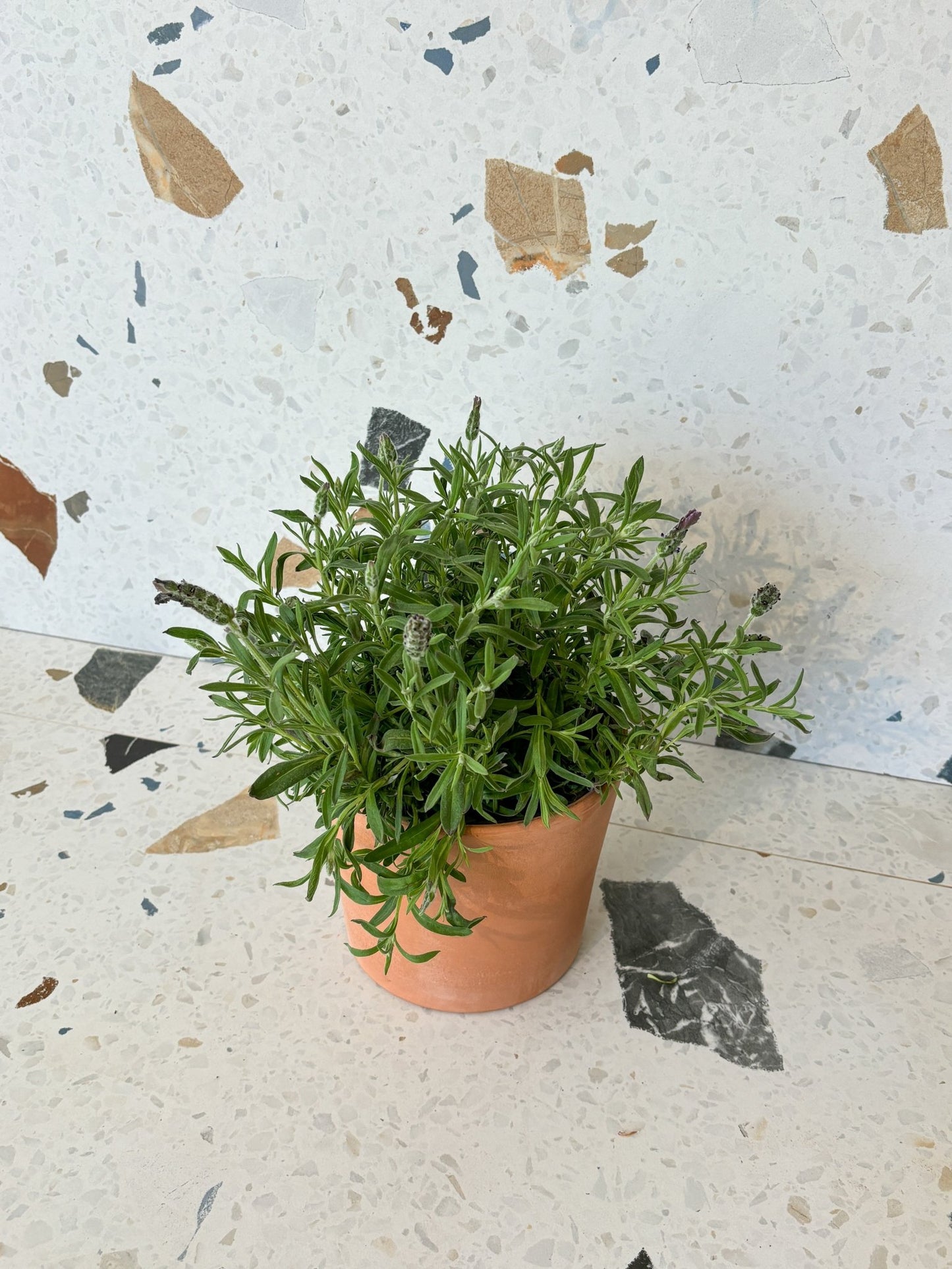 Lavande espagnole - Alma Plantes