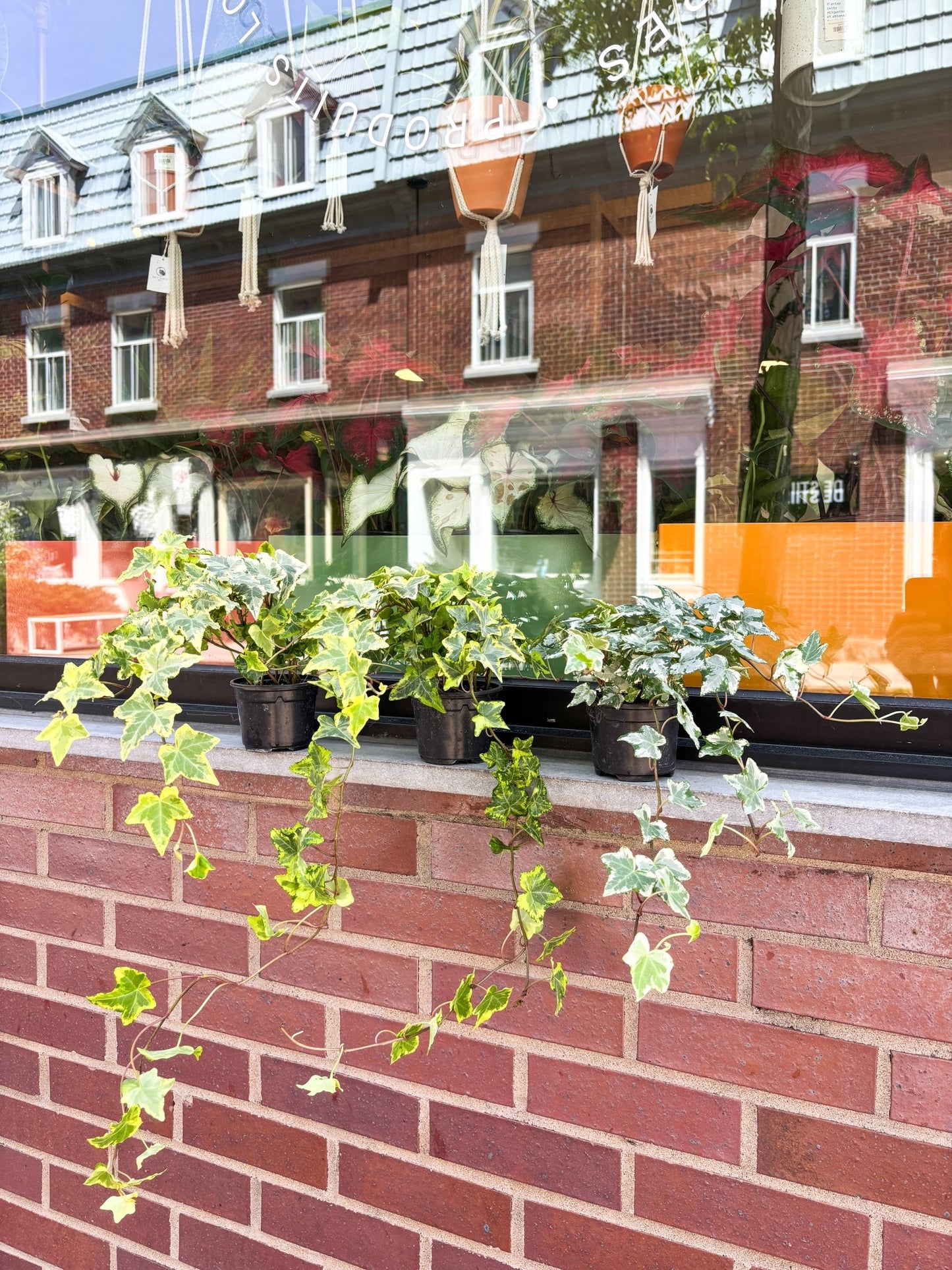 Lierres assorties - Alma Plantes