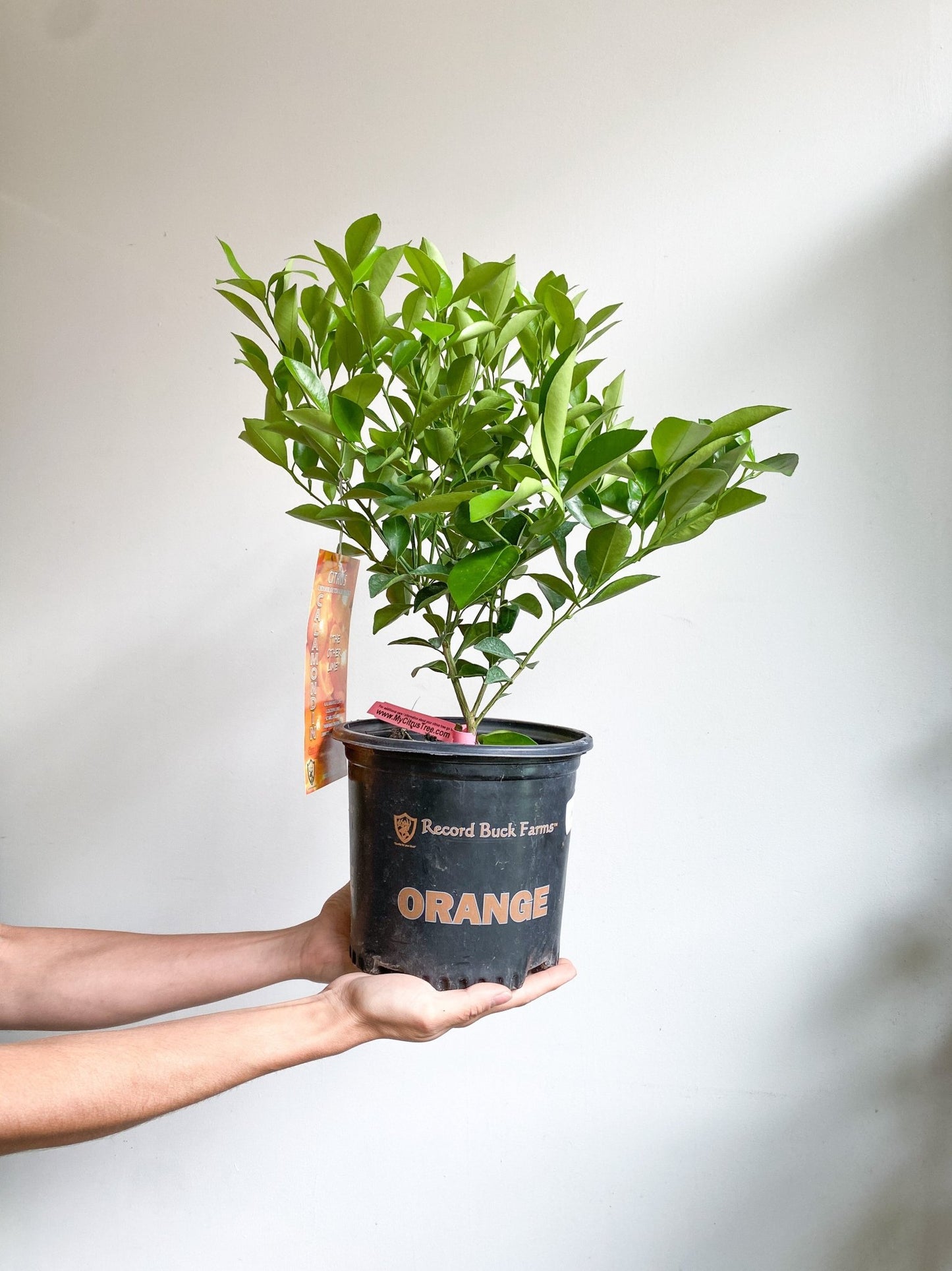 Limier - Alma Plantes