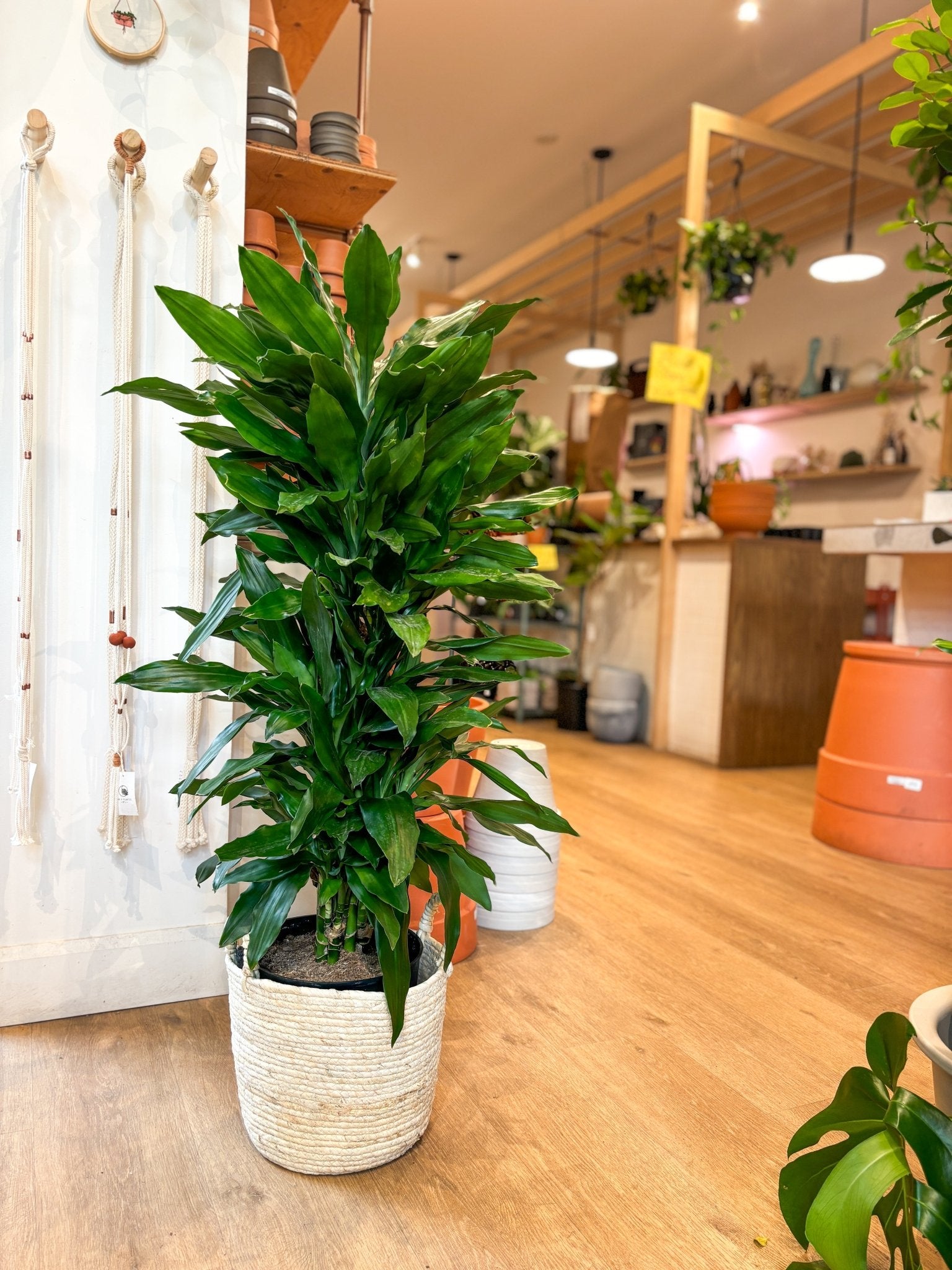 Linda (Dracaena) - Alma Plantes