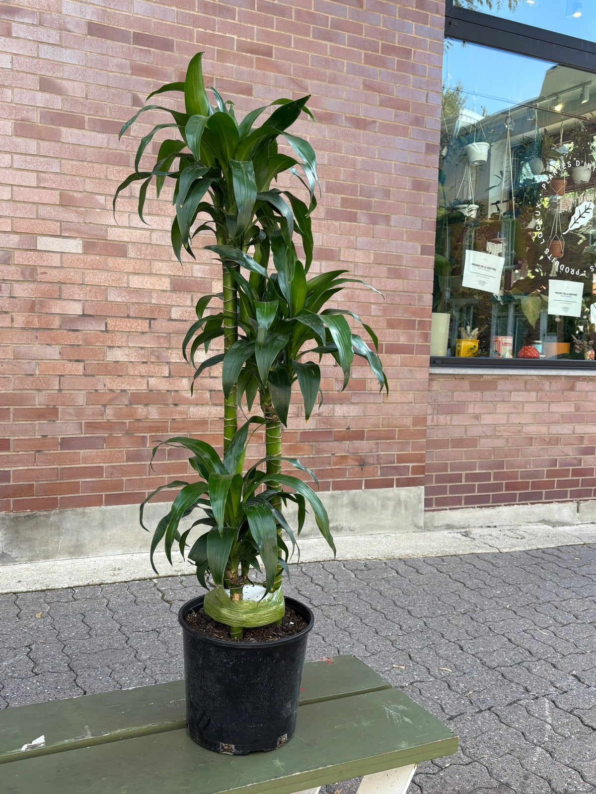 Lisa (Dracaena) - Alma Plantes