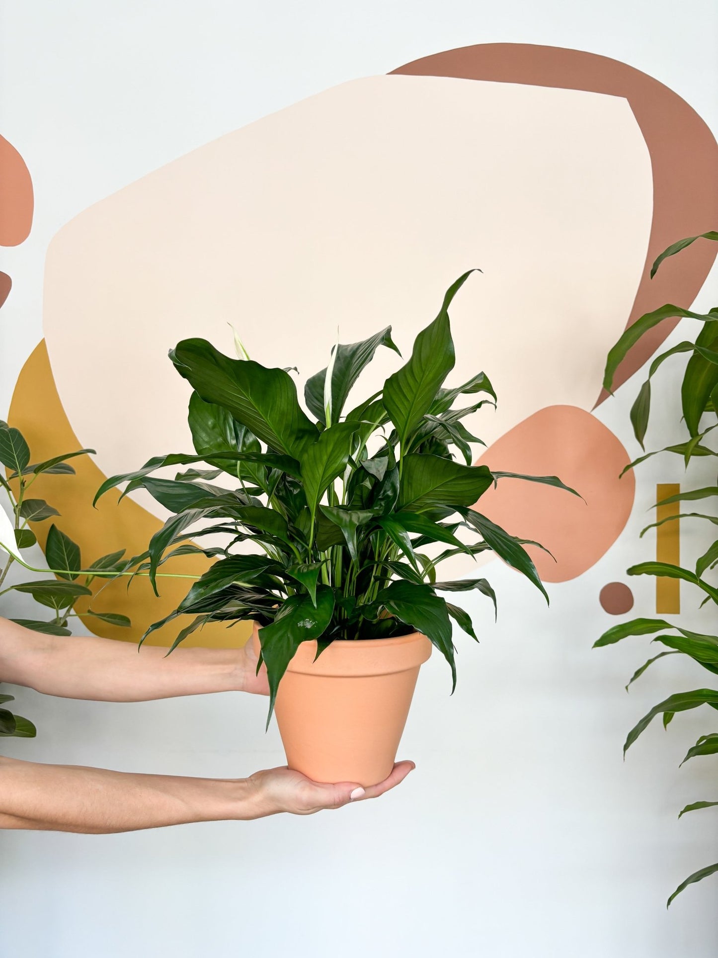 Lison (Spathiphyllum) - Alma Plantes