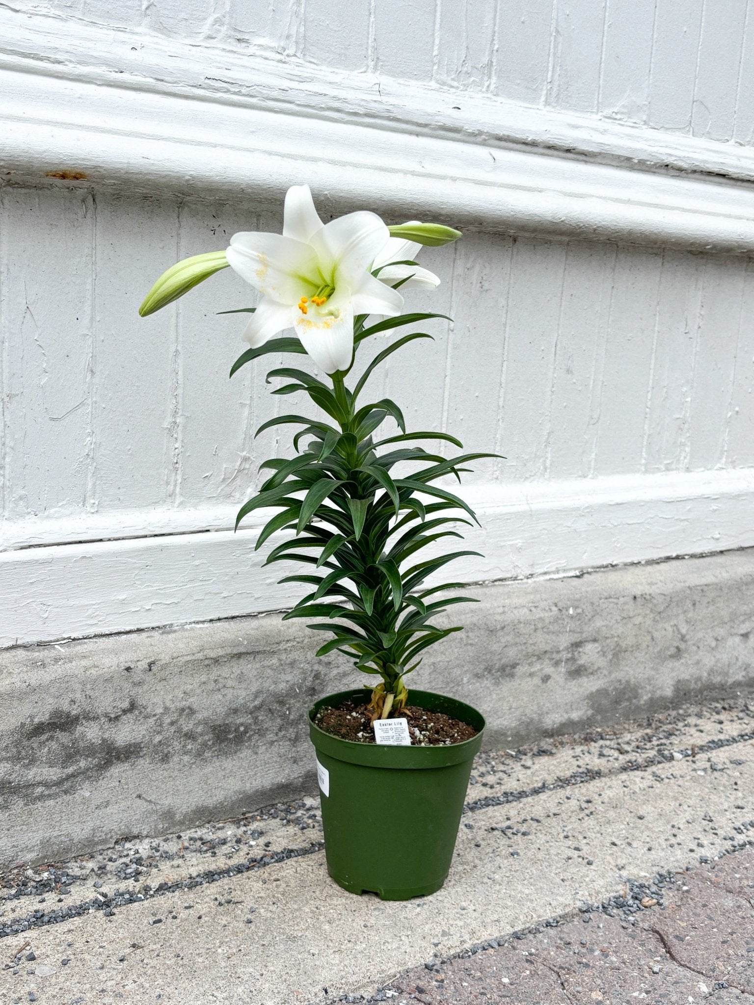 Longiflorum (Lilium) - Alma Plantes