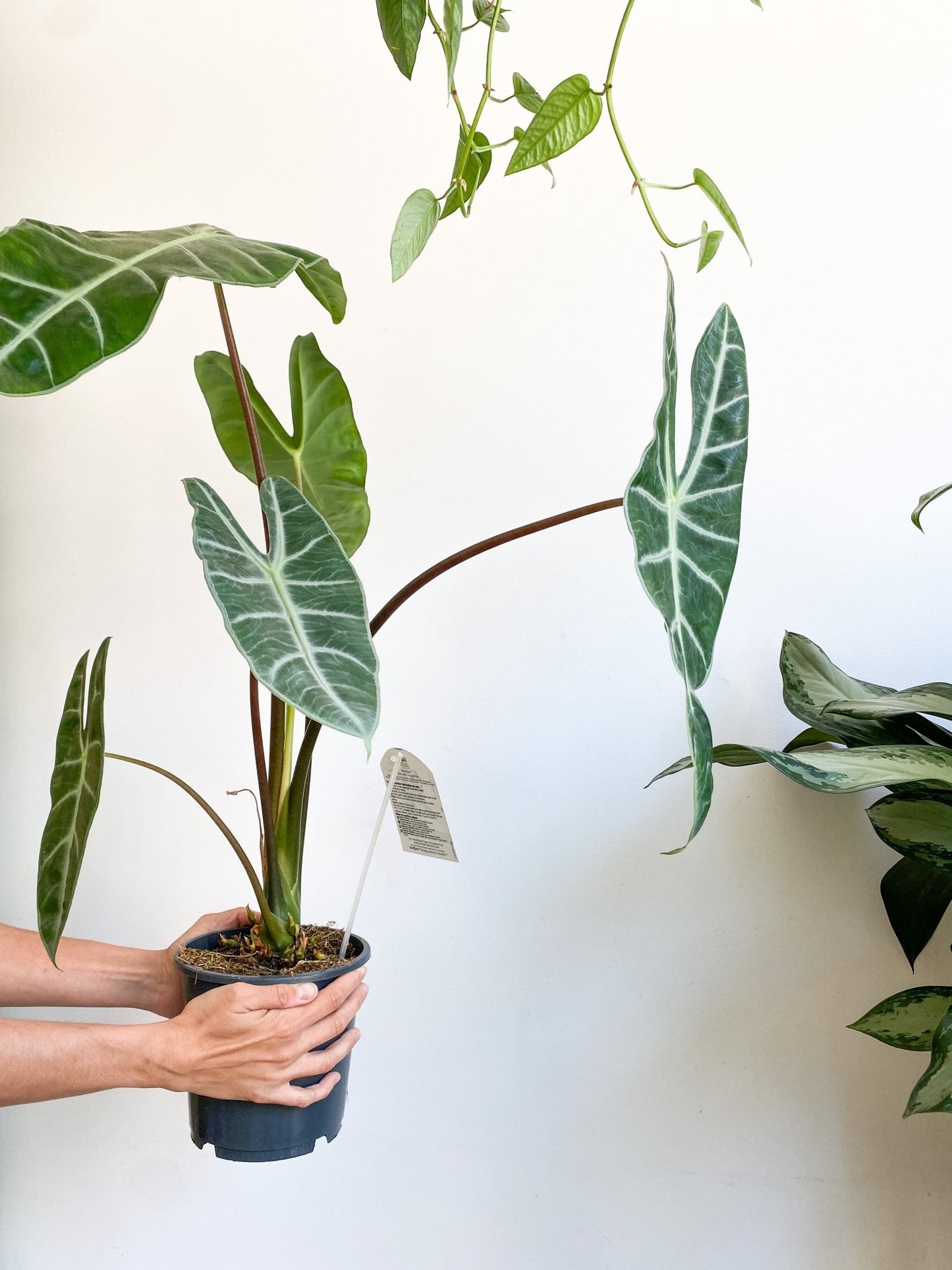 Longiloba (Alocasia) - Alma Plantes