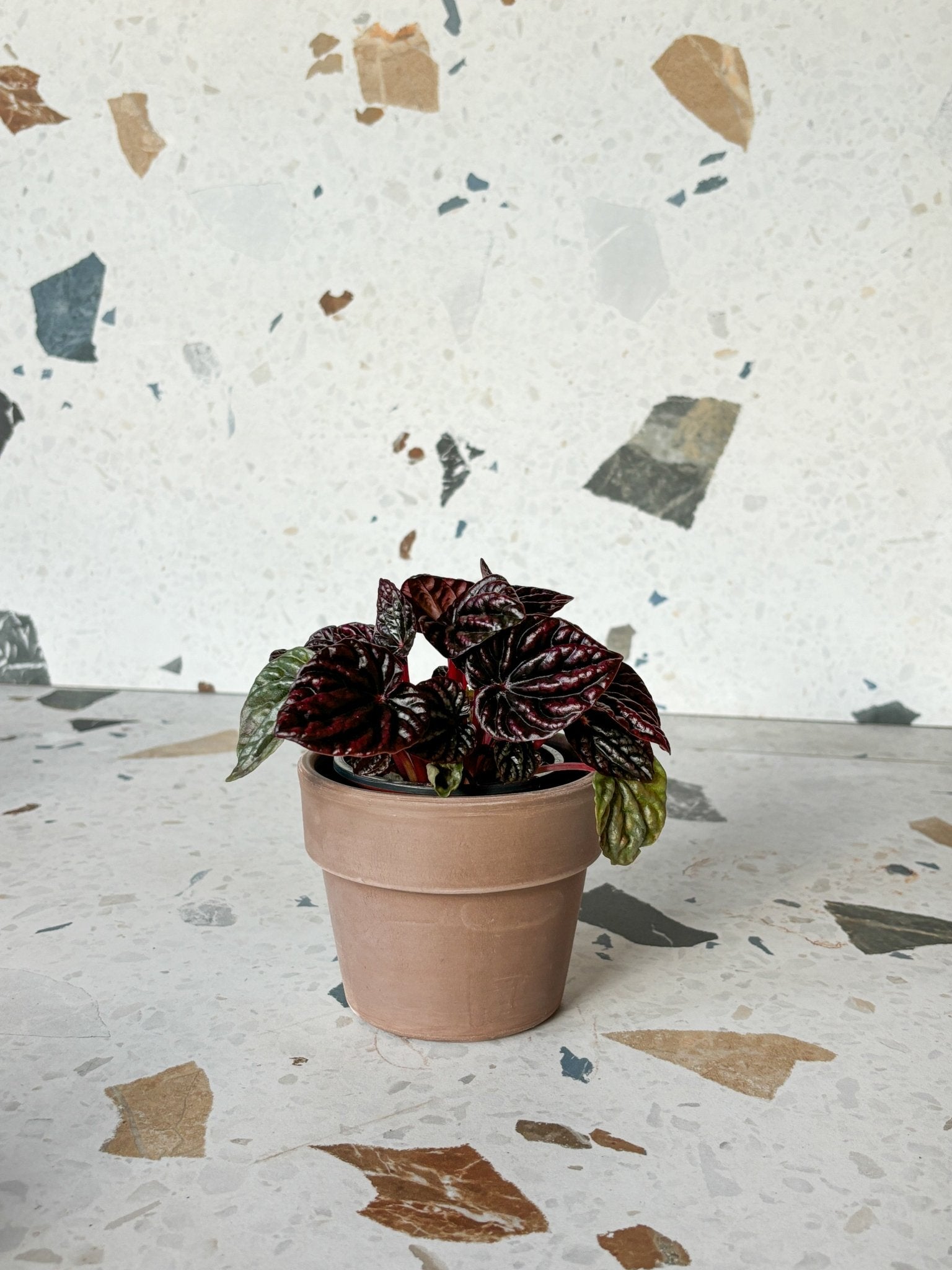 Luna (Peperomia) - Alma Plantes