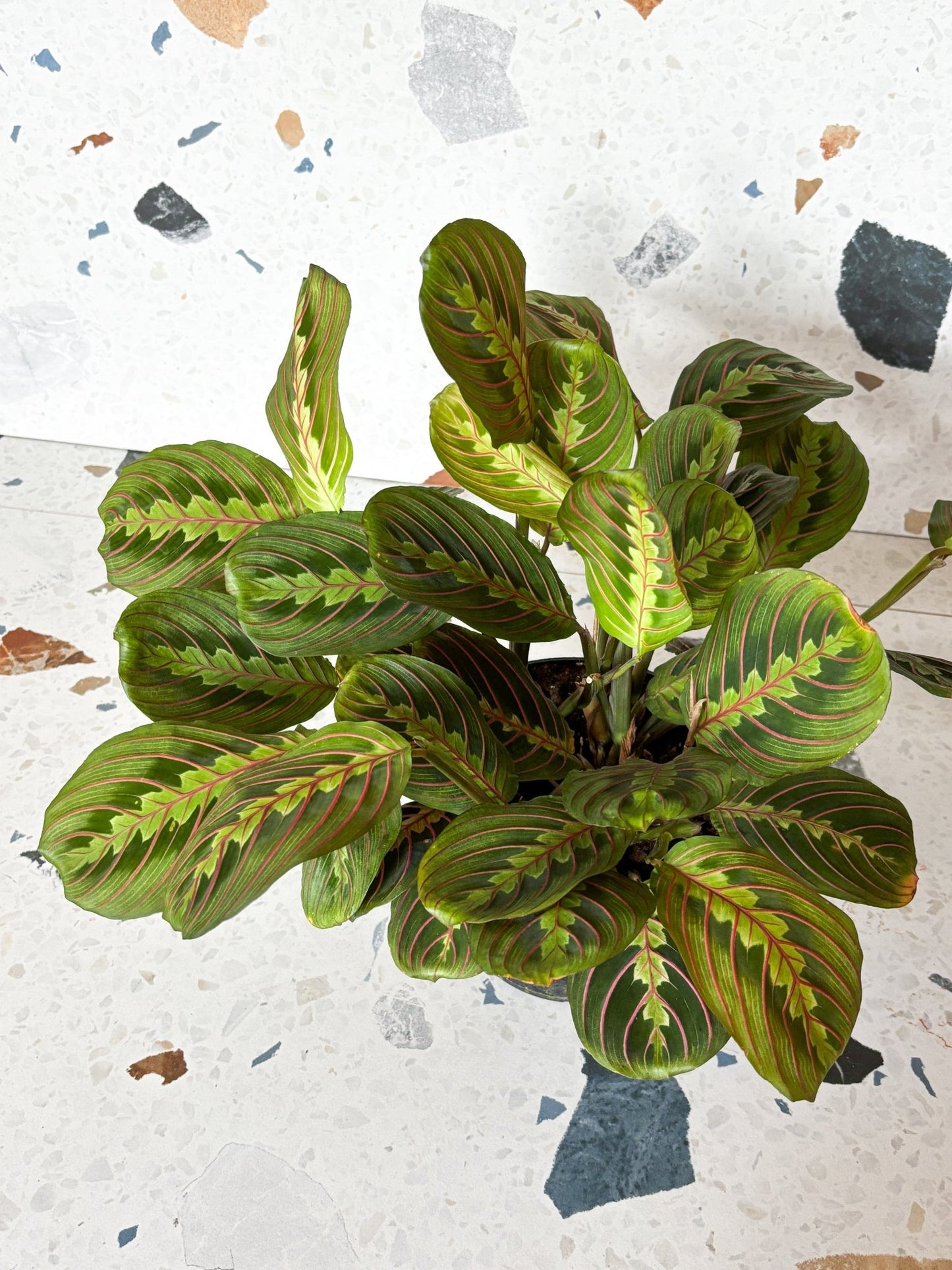 Madeleine (Maranta) - Alma Plantes