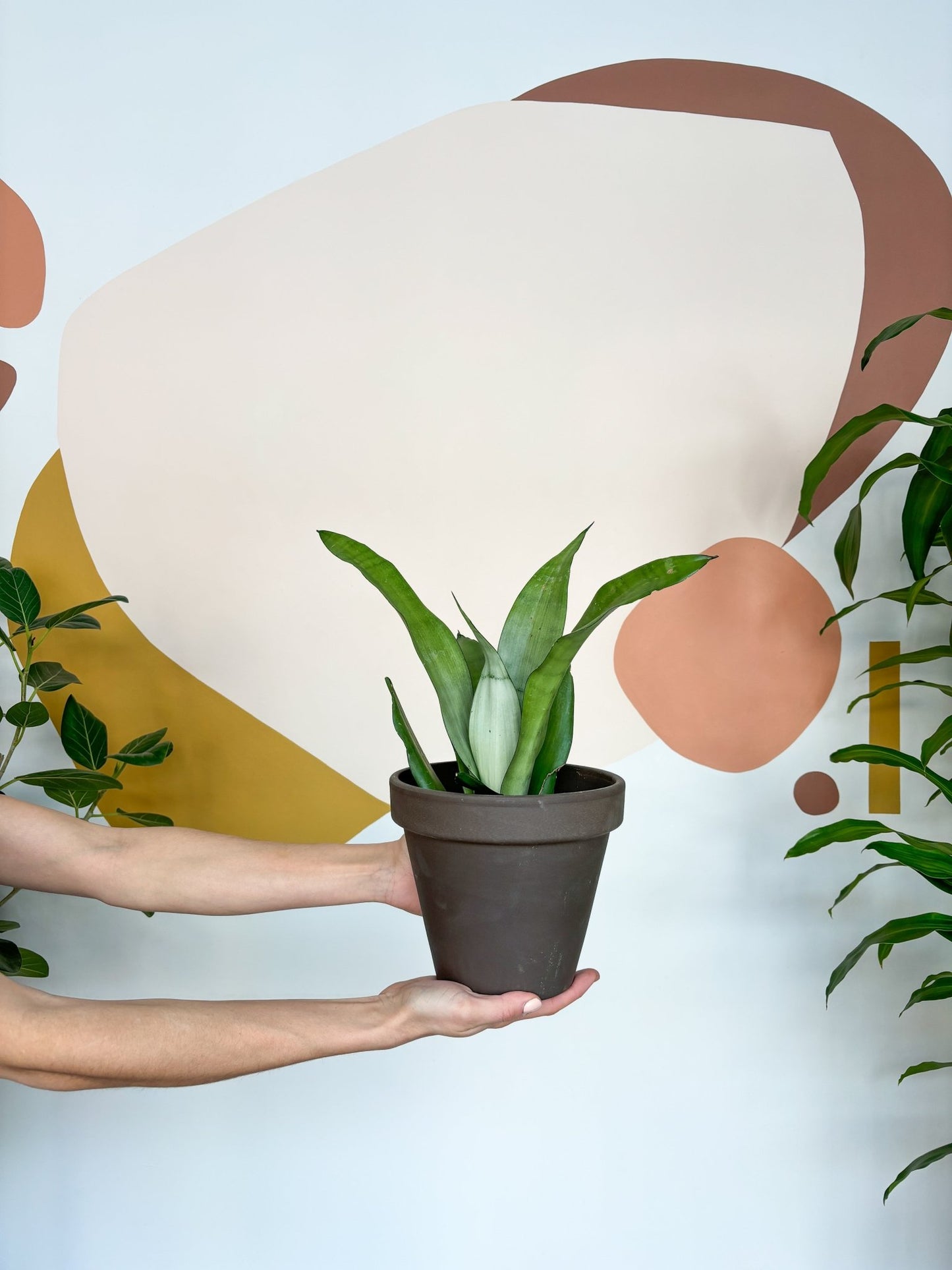 Magalie (Sansevière) - Alma Plantes