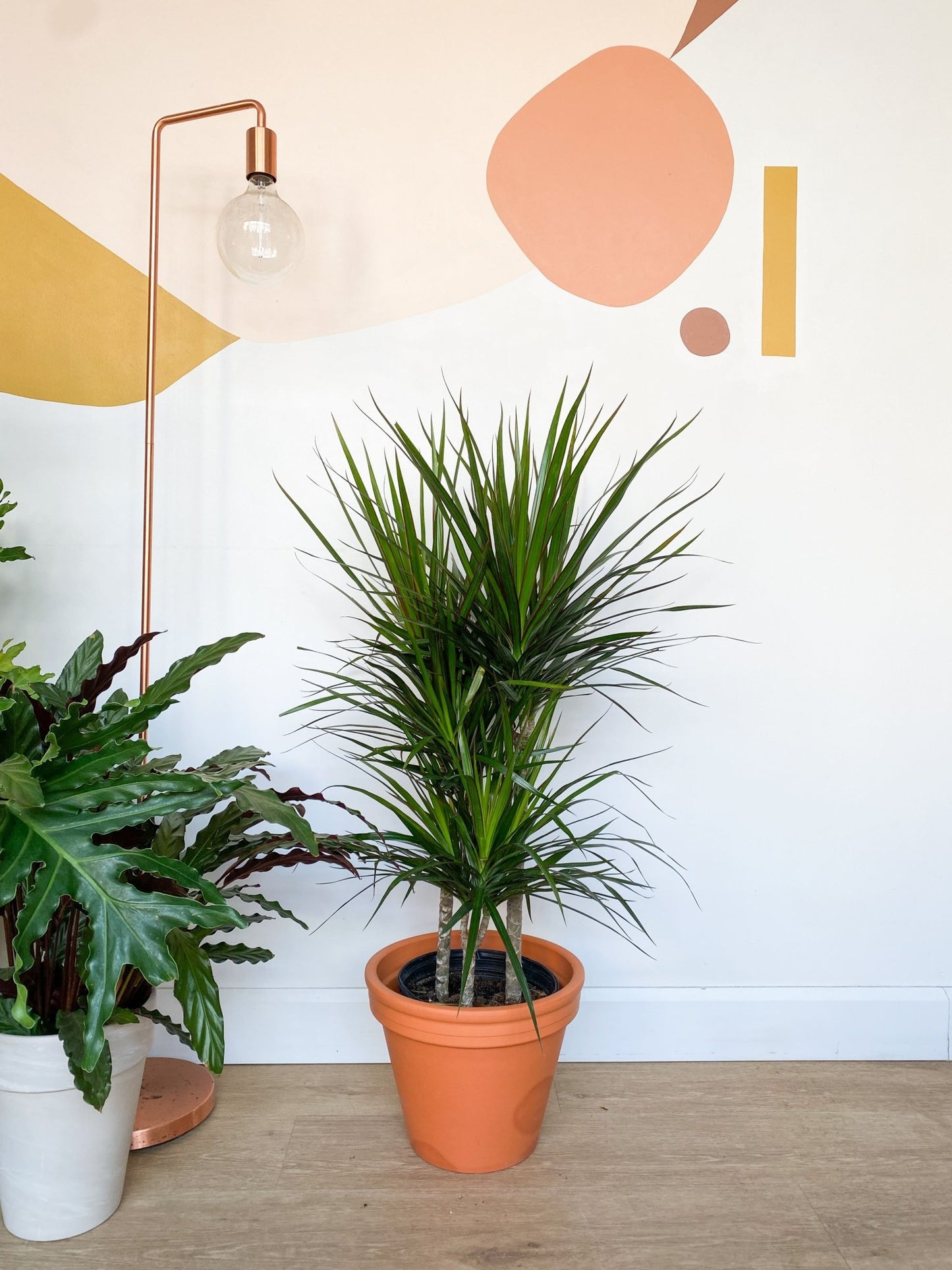 Marginata (Dracaena) - Alma Plantes