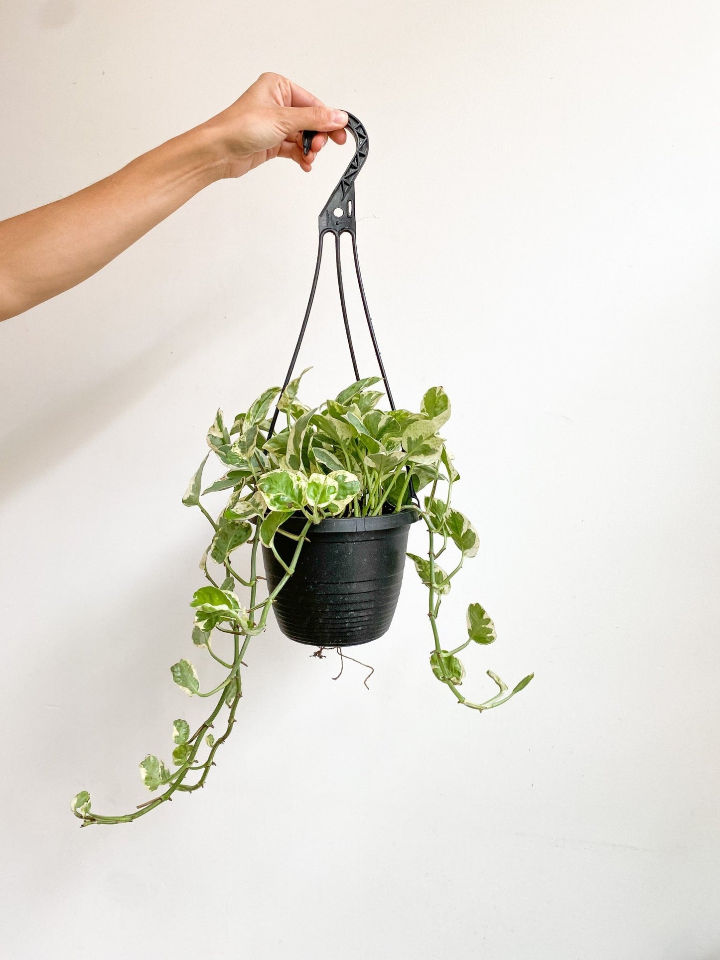Marie - Jade (Pothos) - Alma Plantes