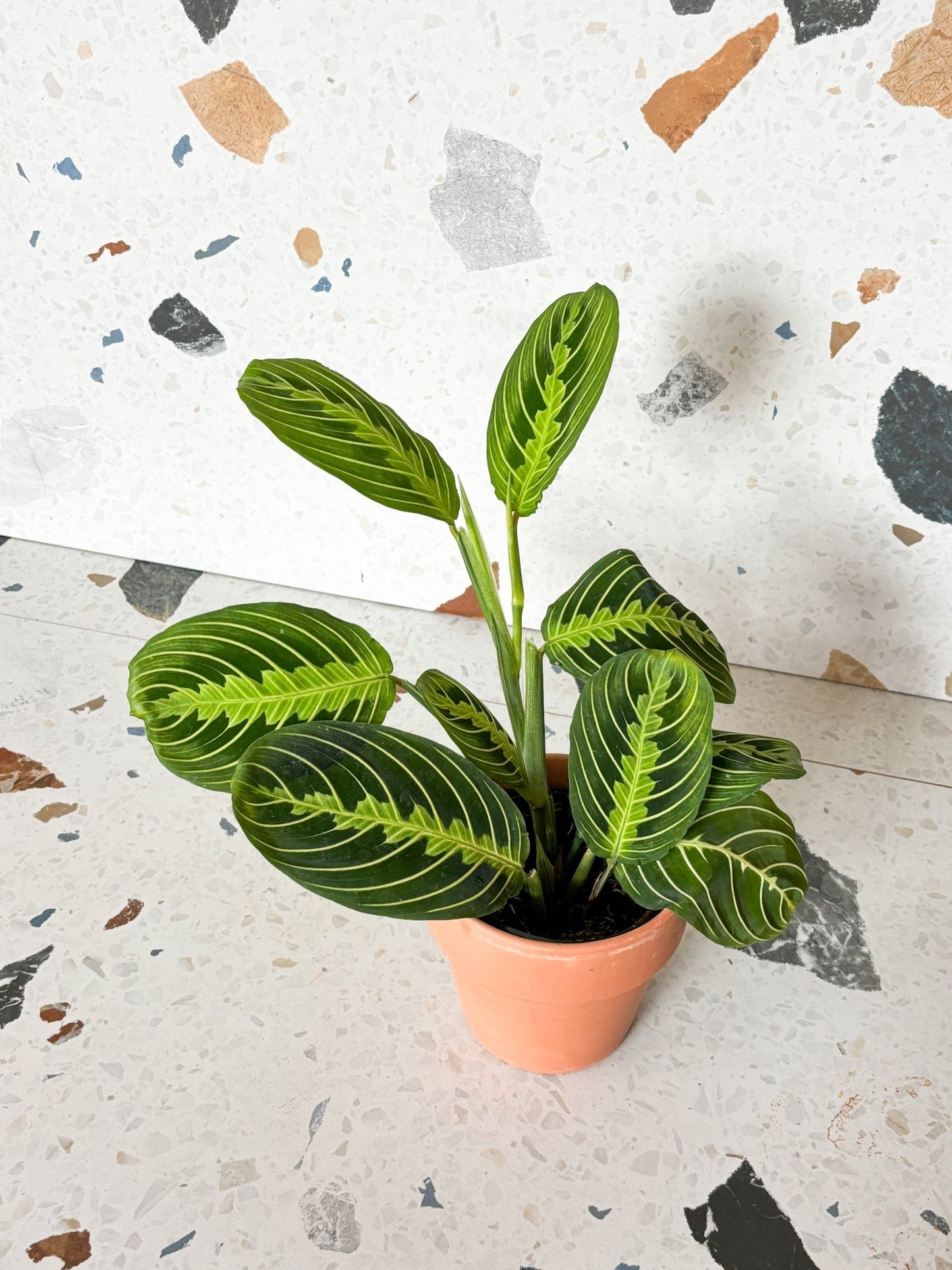 Marion (Maranta) - Alma Plantes