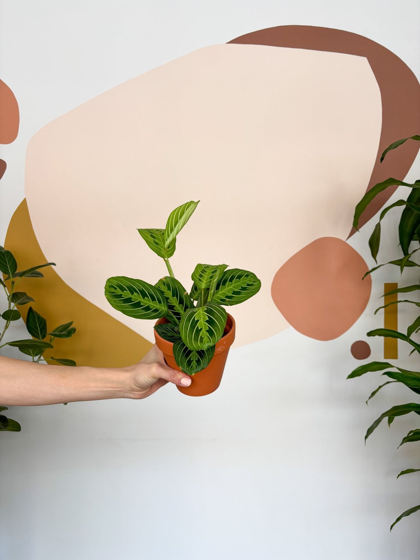 Marion (Maranta) - Alma Plantes