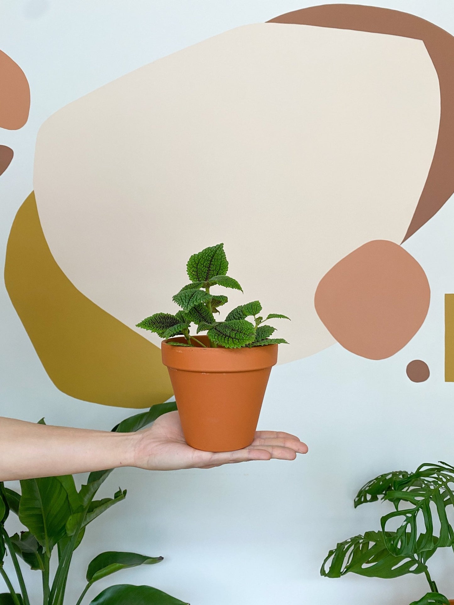 Maurice (Pilea) - Alma Plantes