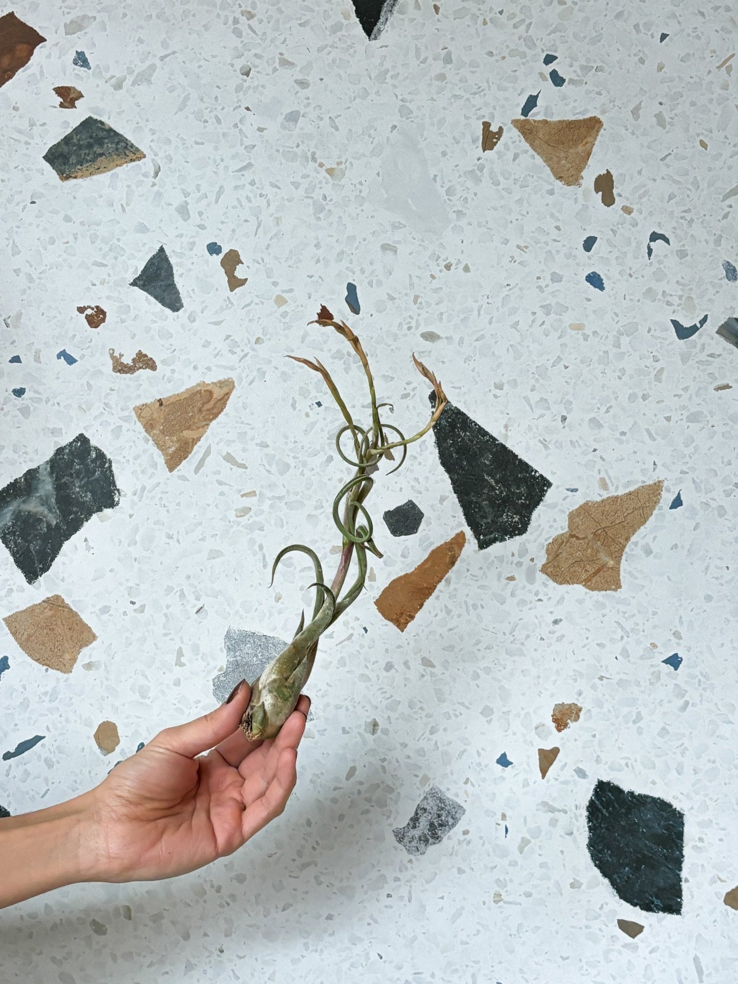 Medusa (Tillandsia) - Alma Plantes