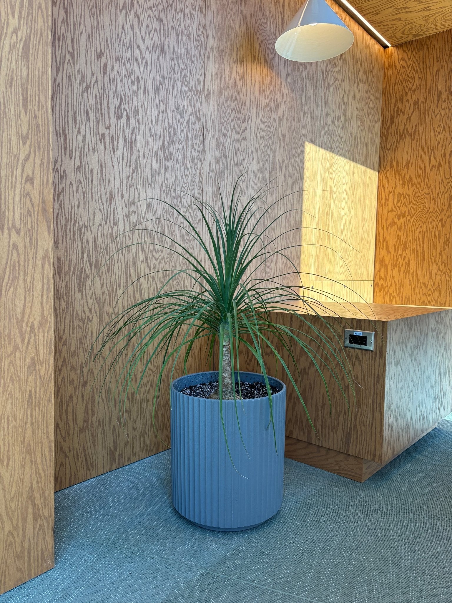 Mexico (Beaucarnea) - Alma Plantes