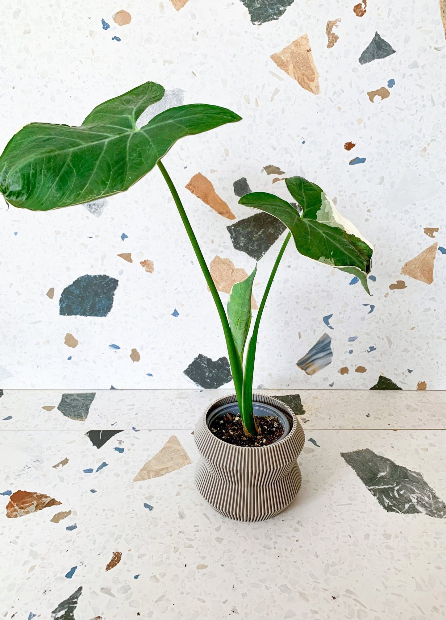 Mickey (Alocasia) - Alma Plantes