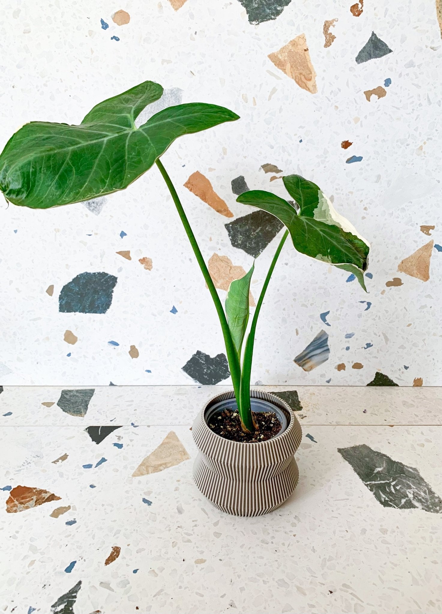 Mickey (Alocasia) - Alma Plantes