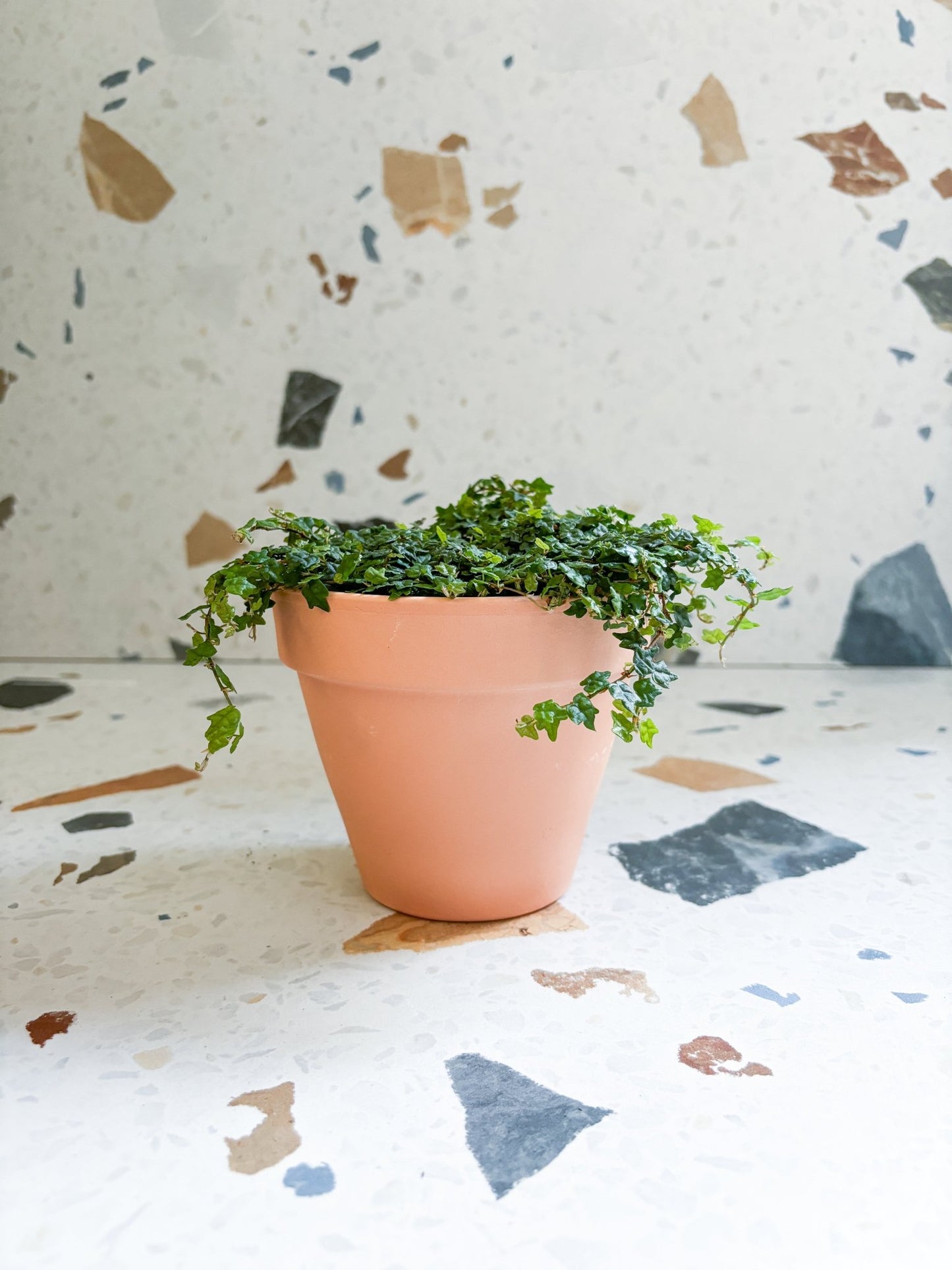 Mila (ficus) - Alma Plantes