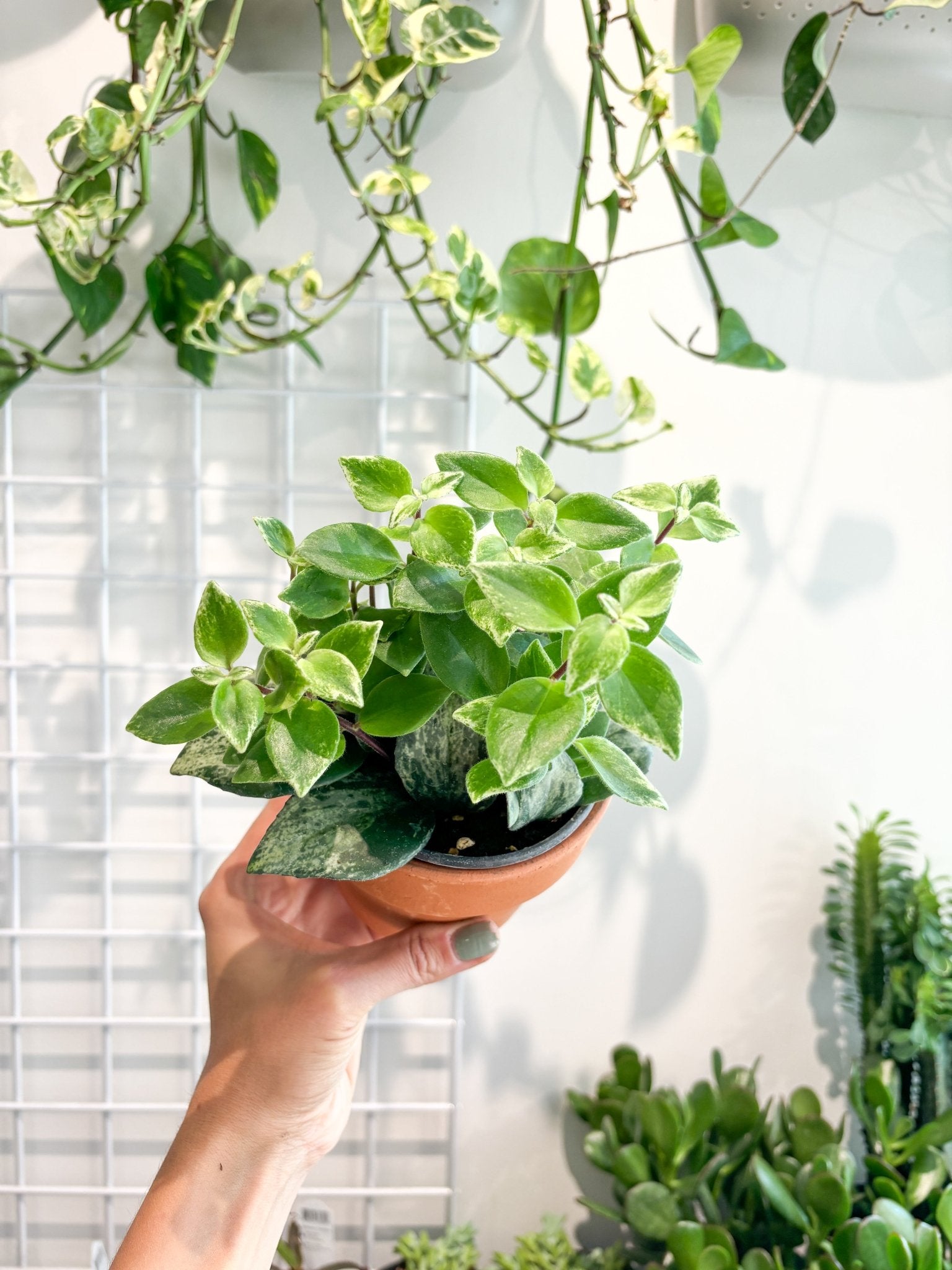 Mona (Aeschynanthus) - Alma Plantes