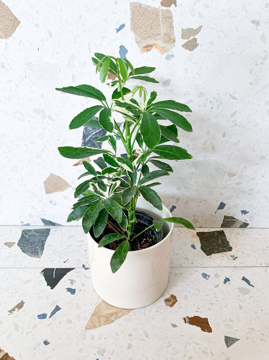 Moondrop (Schefflera) - Alma Plantes